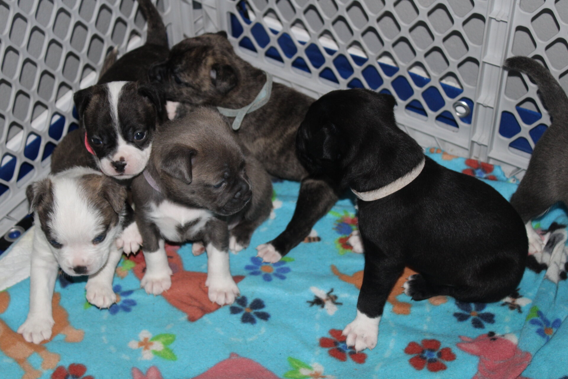 Pug/pitbull mixed puppies image 4