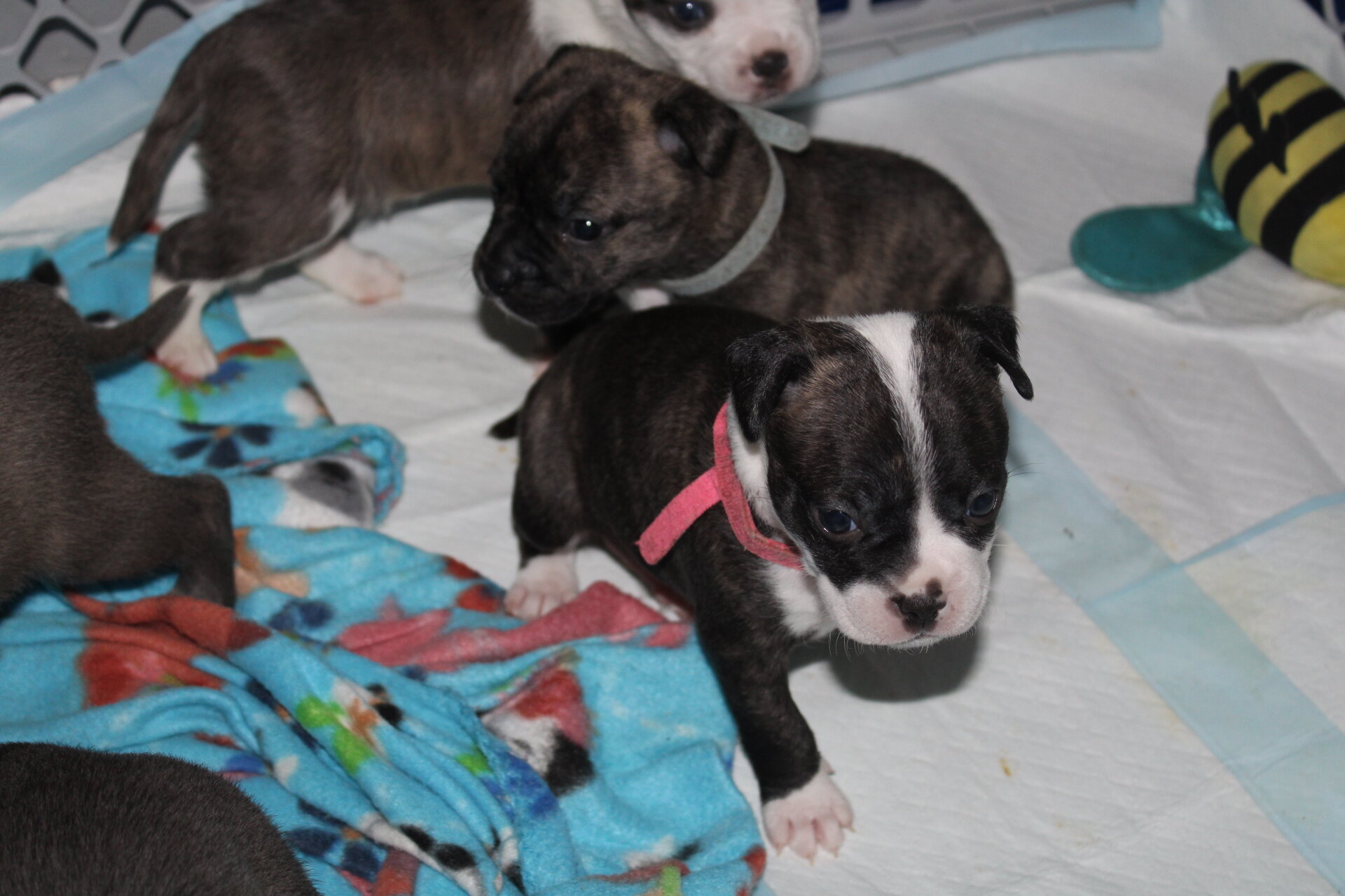 Pug/pitbull mixed puppies image 3