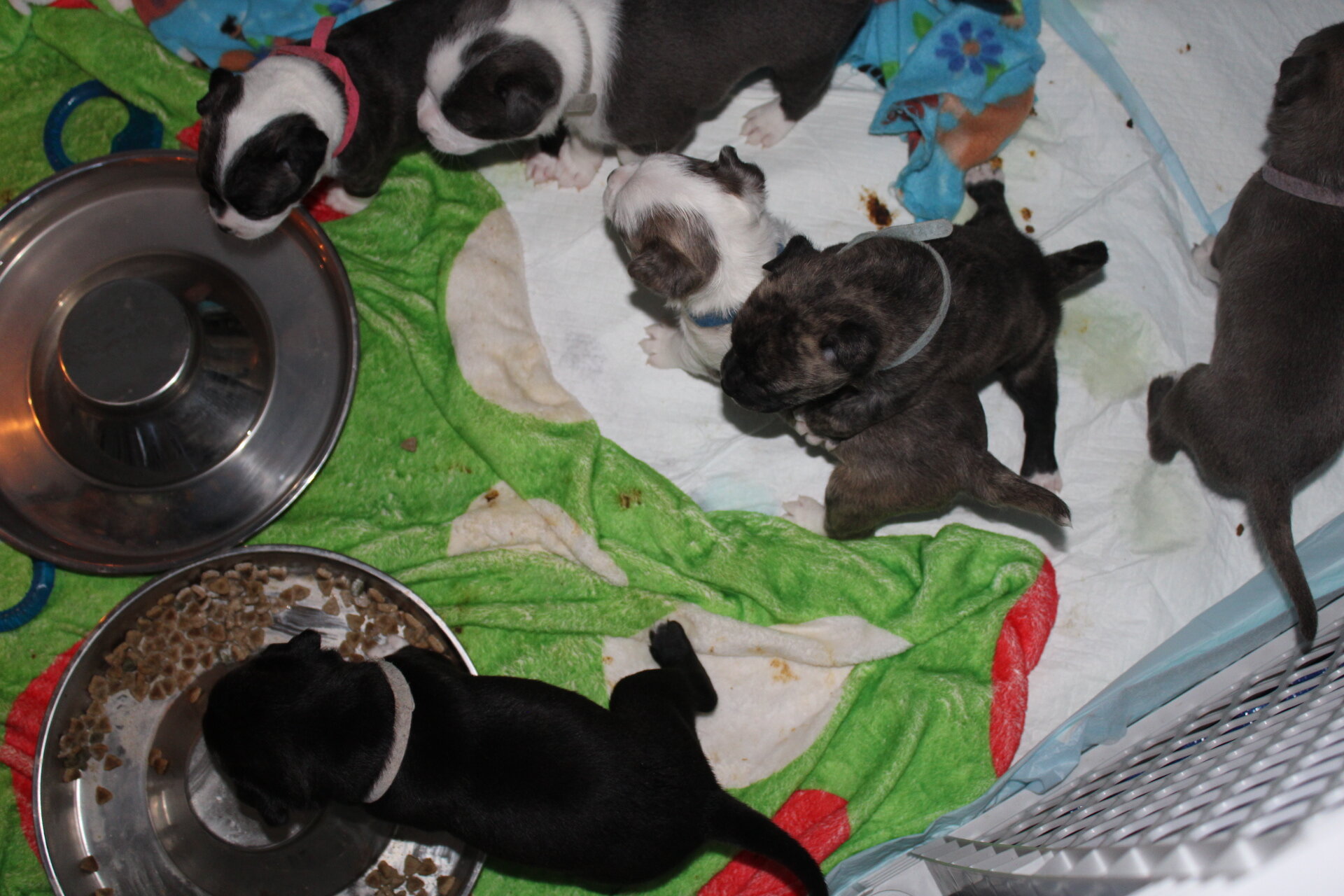 Pug/pitbull mixed puppies image 2