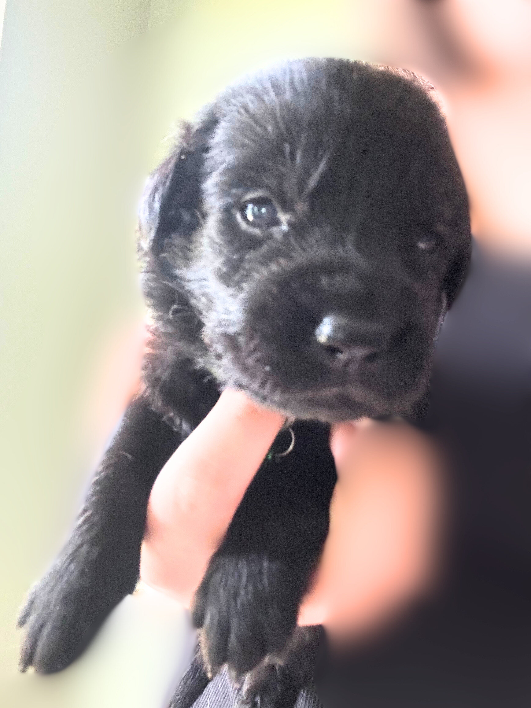 Golden Shepherd Puppies image 3