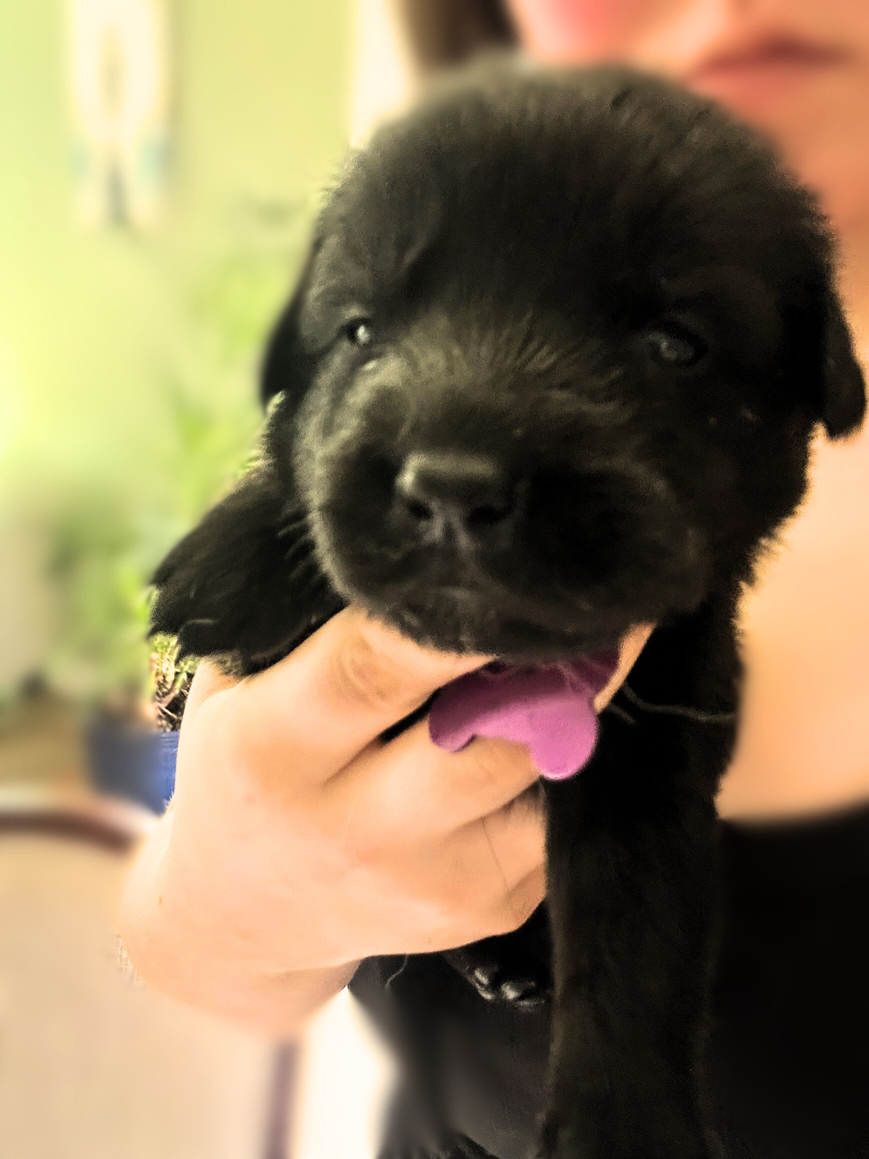 Golden Shepherd Puppies image 8
