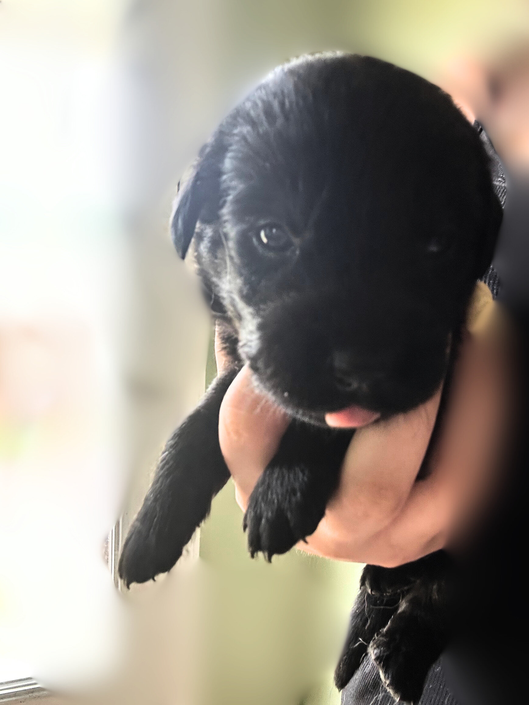 Golden Shepherd Puppies image 4