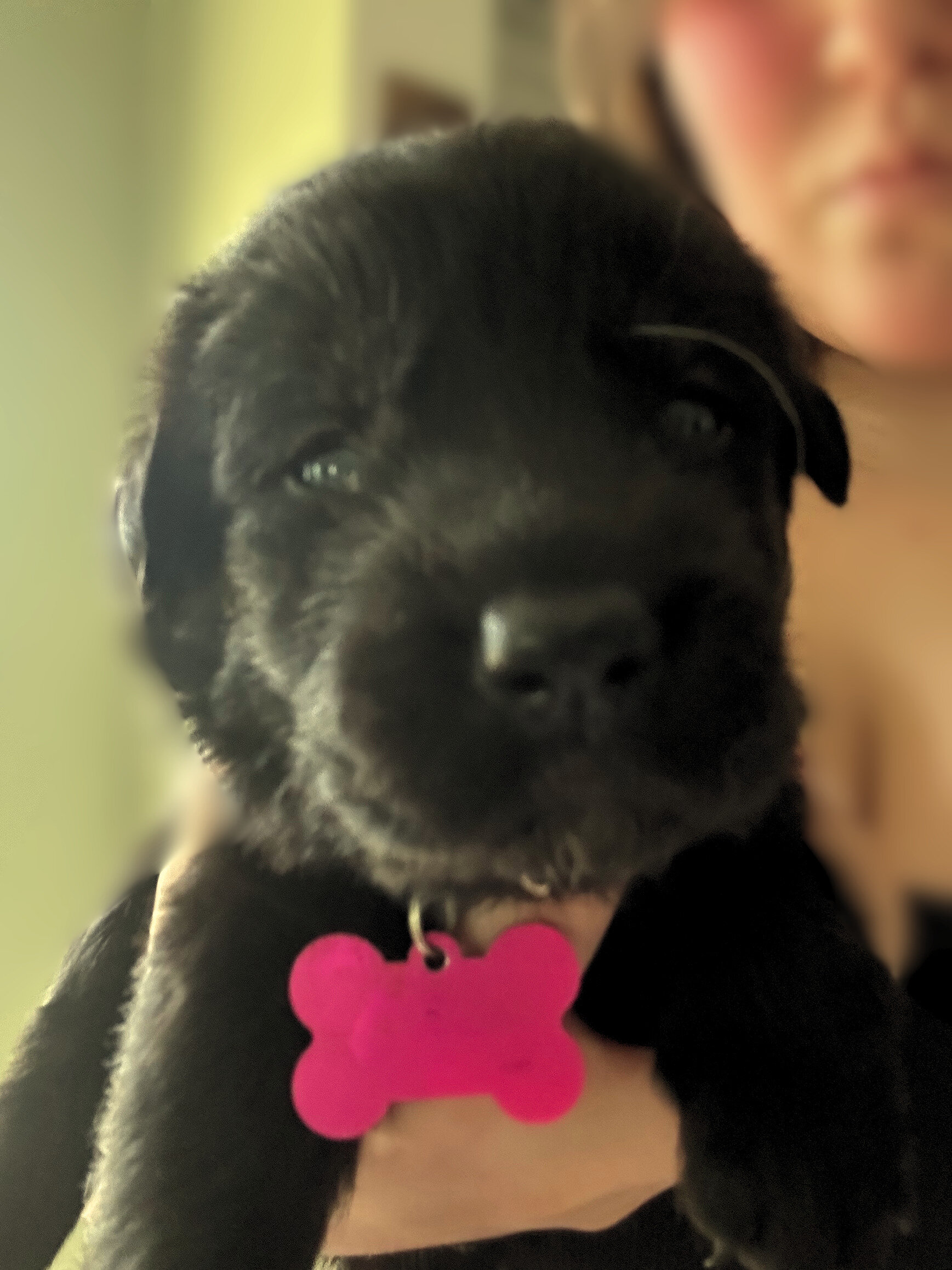 Golden Shepherd Puppies image 7