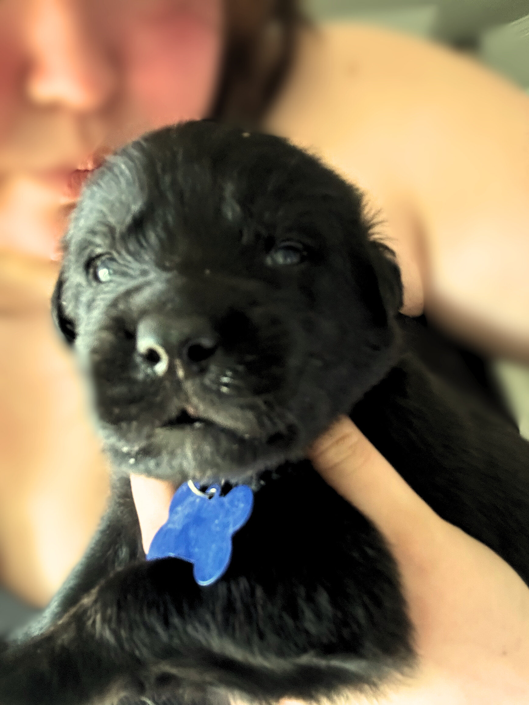 Golden Shepherd Puppies image 6