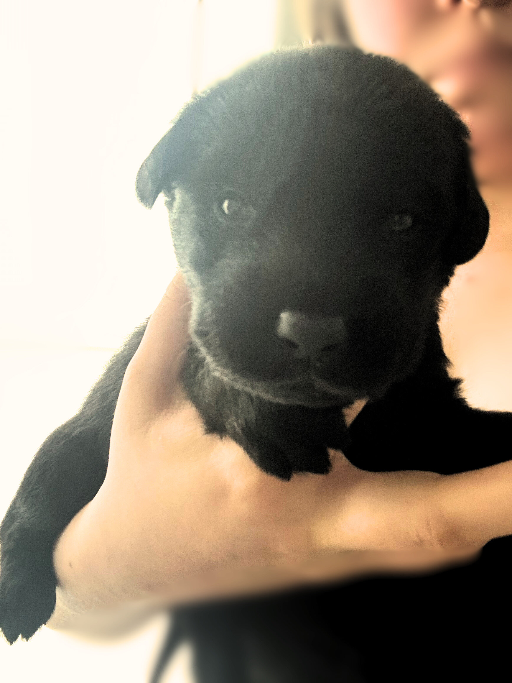 Golden Shepherd Puppies image 9
