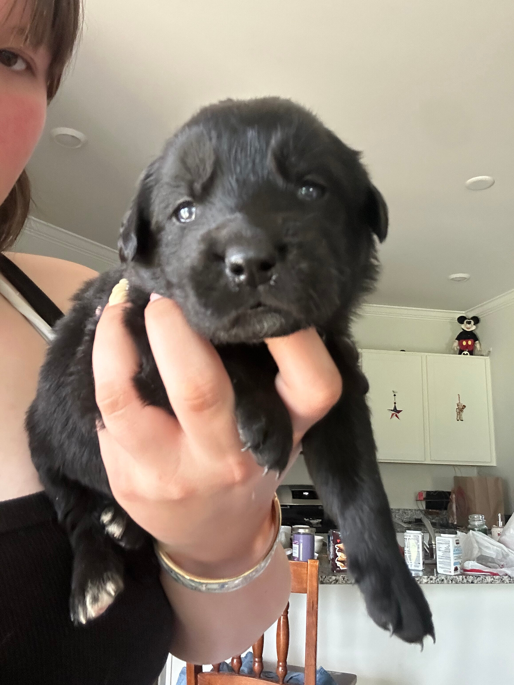 Golden Shepherd Puppies image 1
