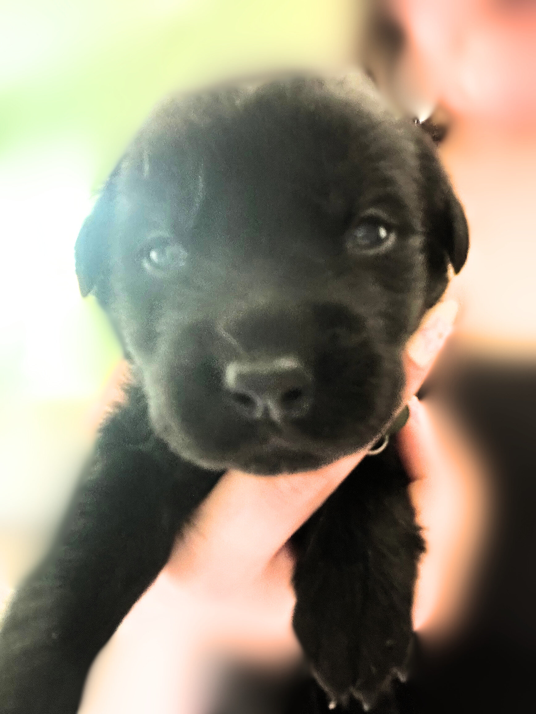 Golden Shepherd Puppies image 2