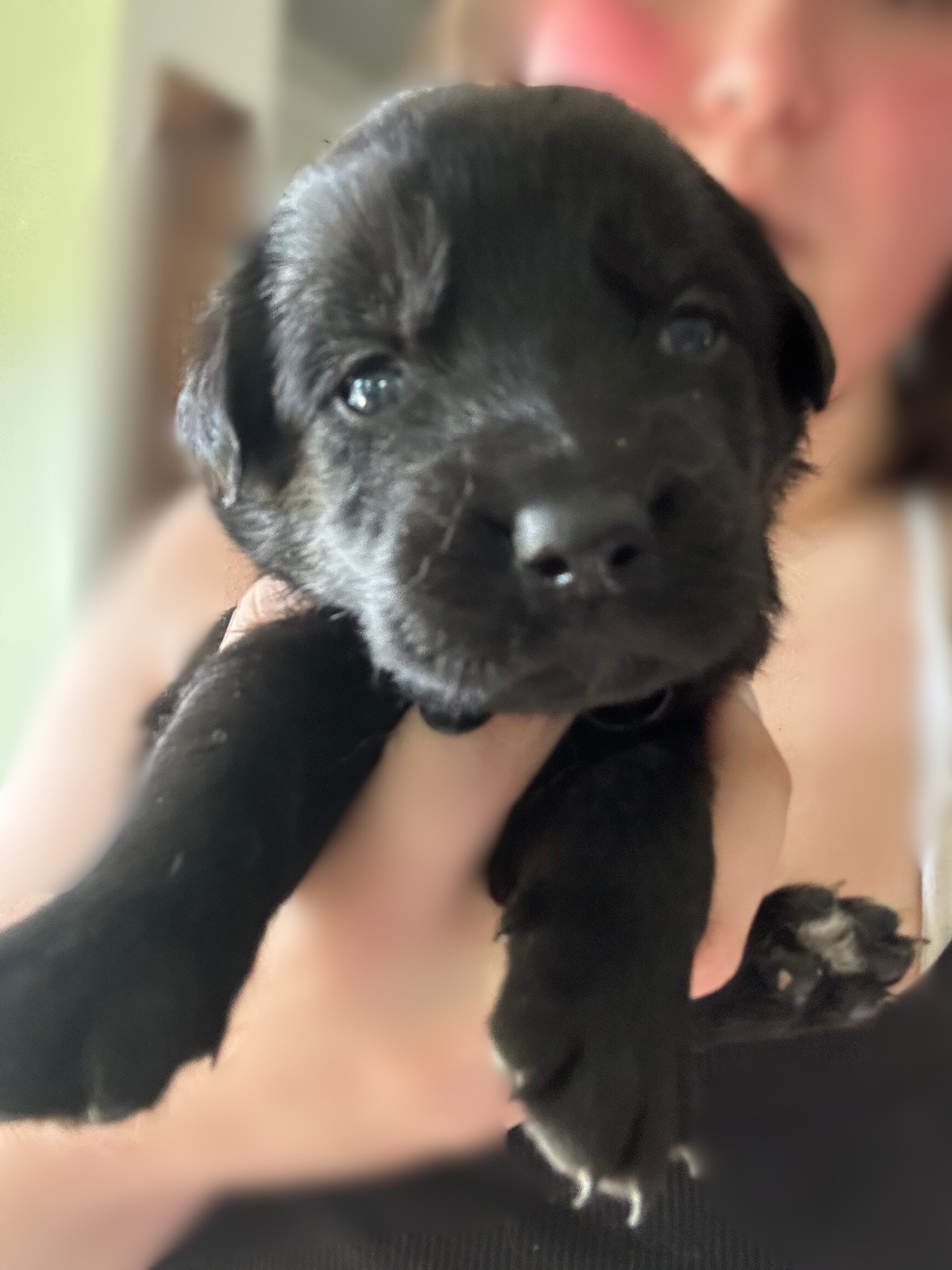 Golden Shepherd Puppies image 5