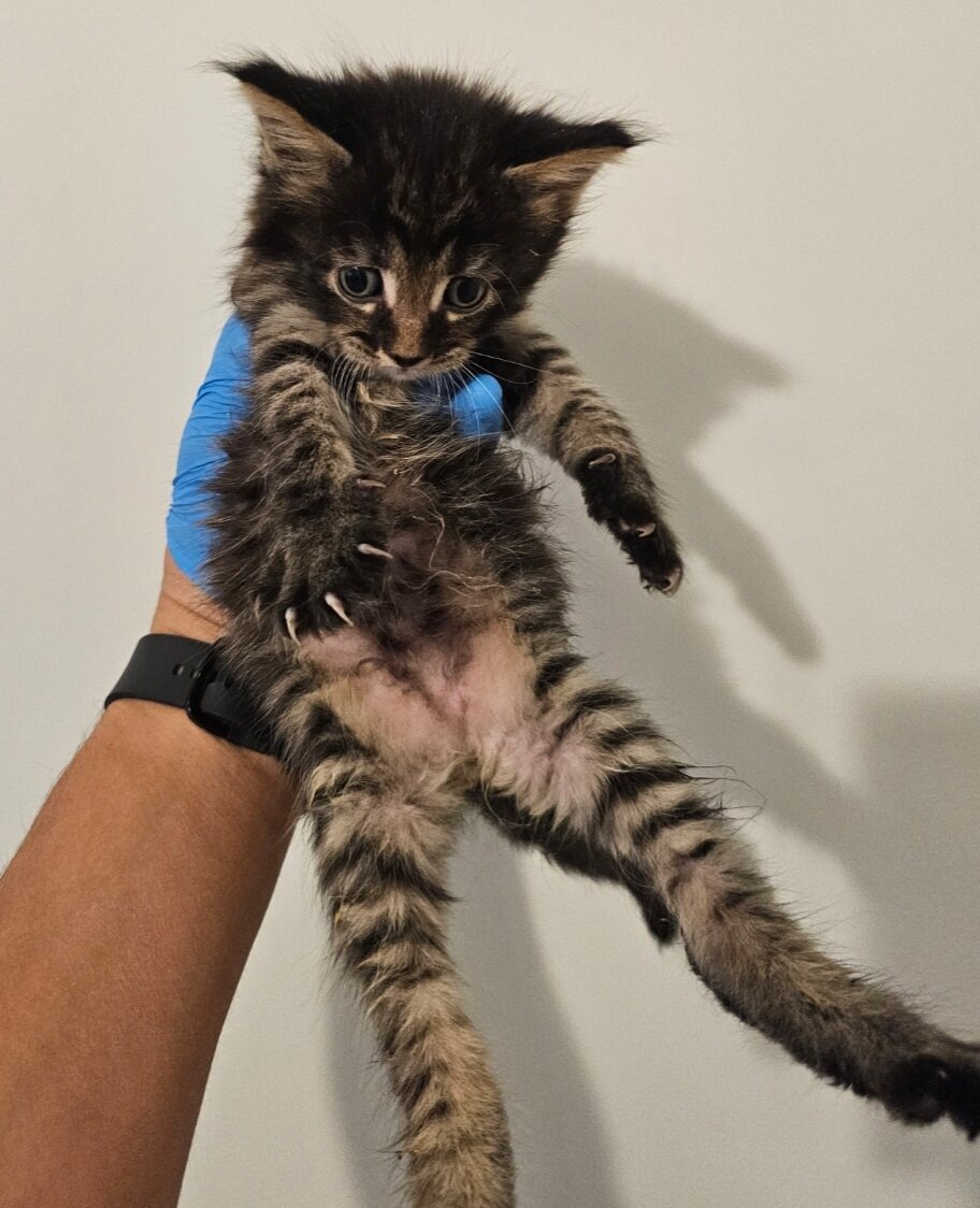 Maine coon kittens image 1
