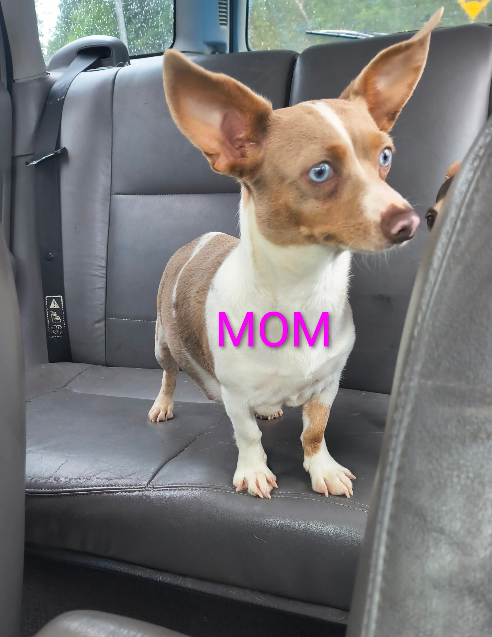 Beautiful brown w black dappling Chiweenie image 2