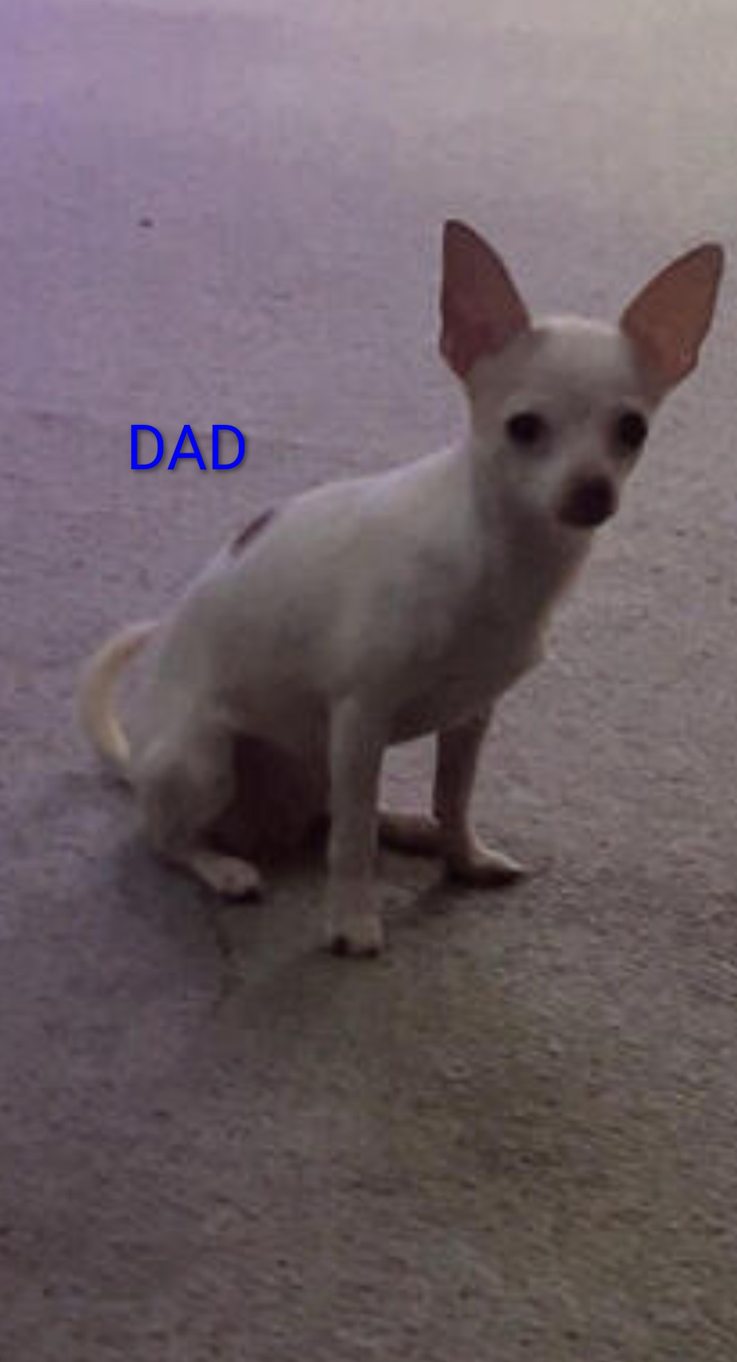 Beautiful brown w black dappling Chiweenie image 3