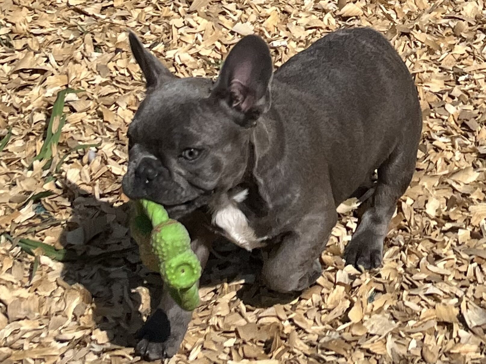 French Bulldog image 3