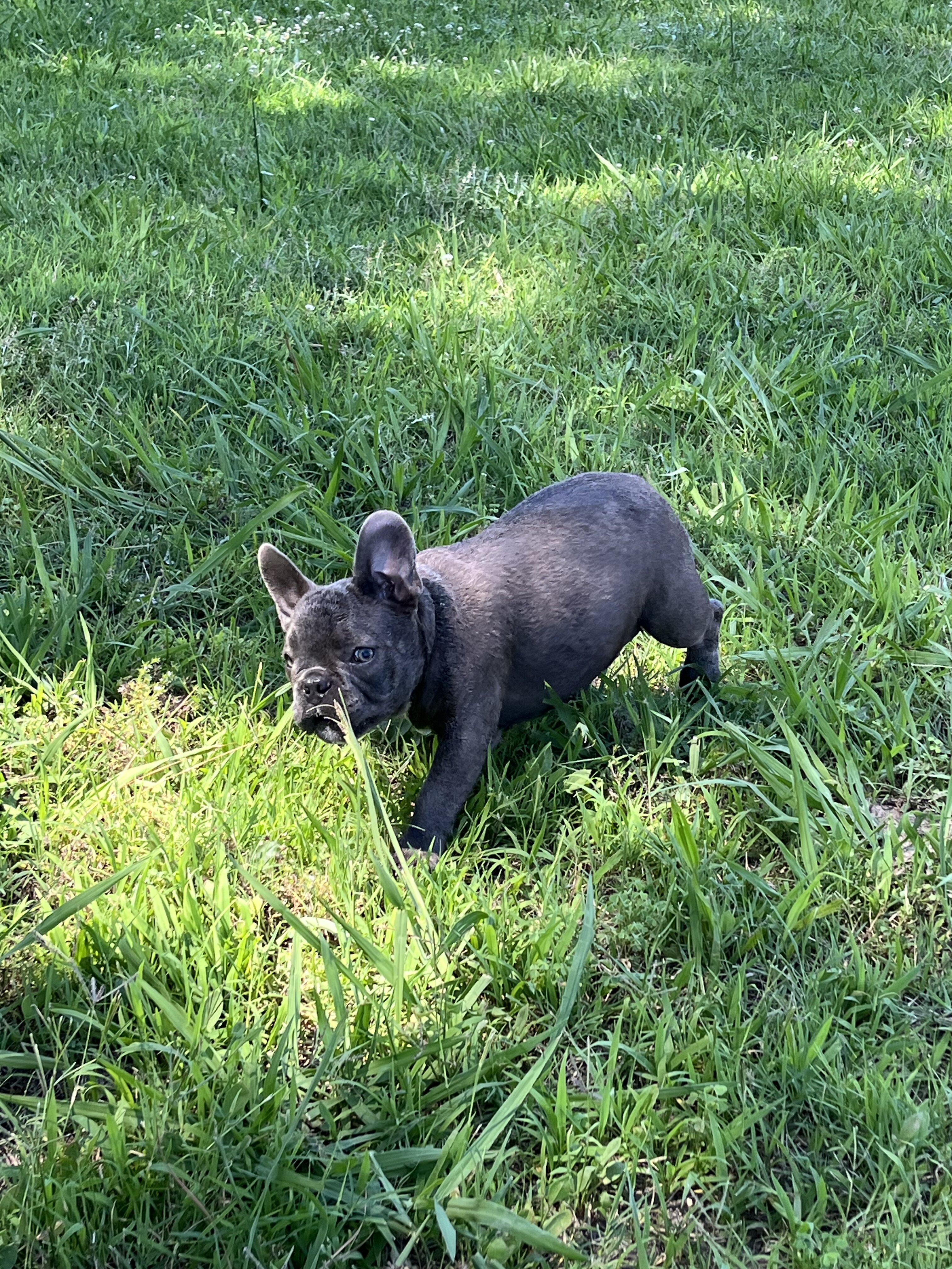 French Bulldog image 1