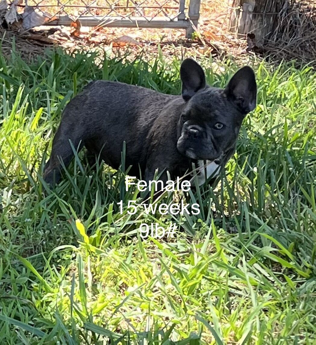 French Bulldog image 2