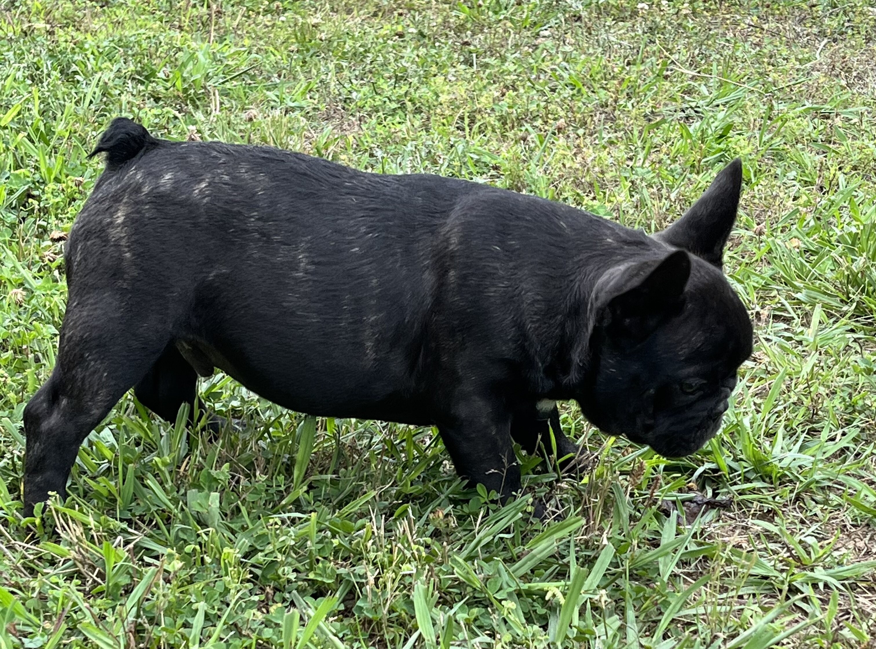 French Bulldog pup image 2