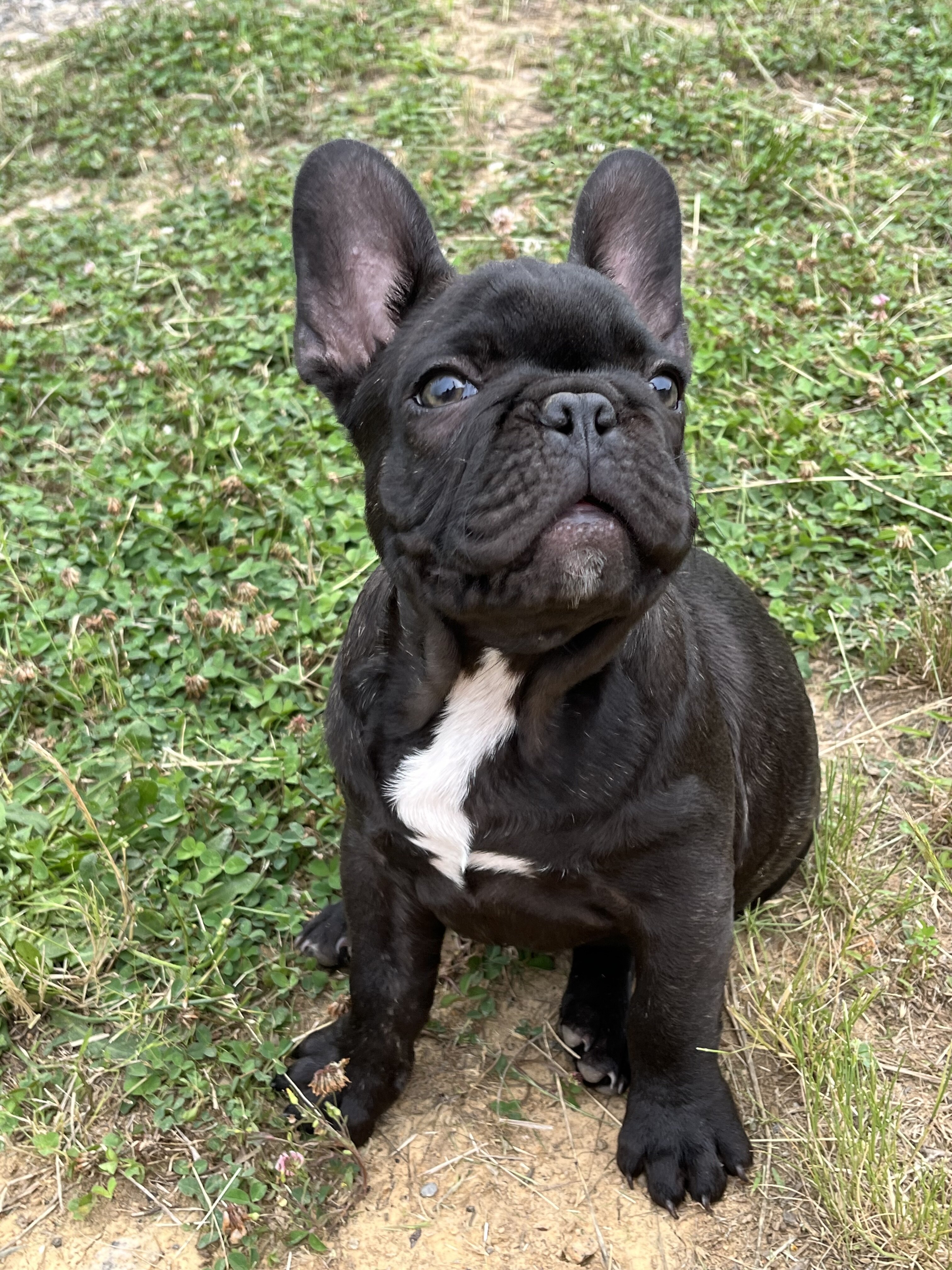 French Bulldog pup image 1