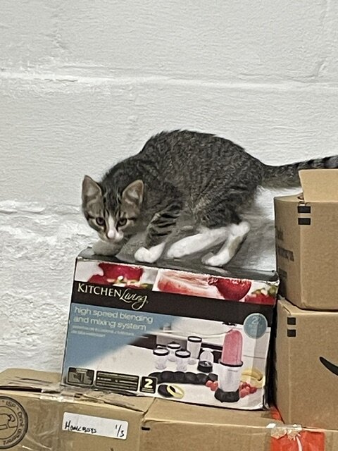 Kitten image 3