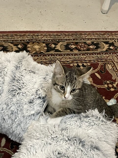 Kitten image 1