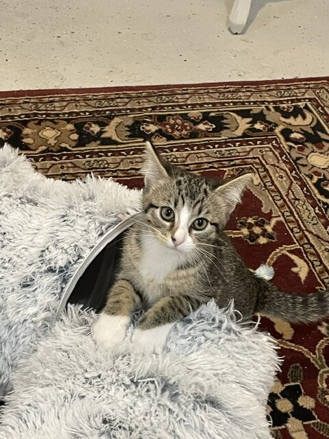 Kitten image 2