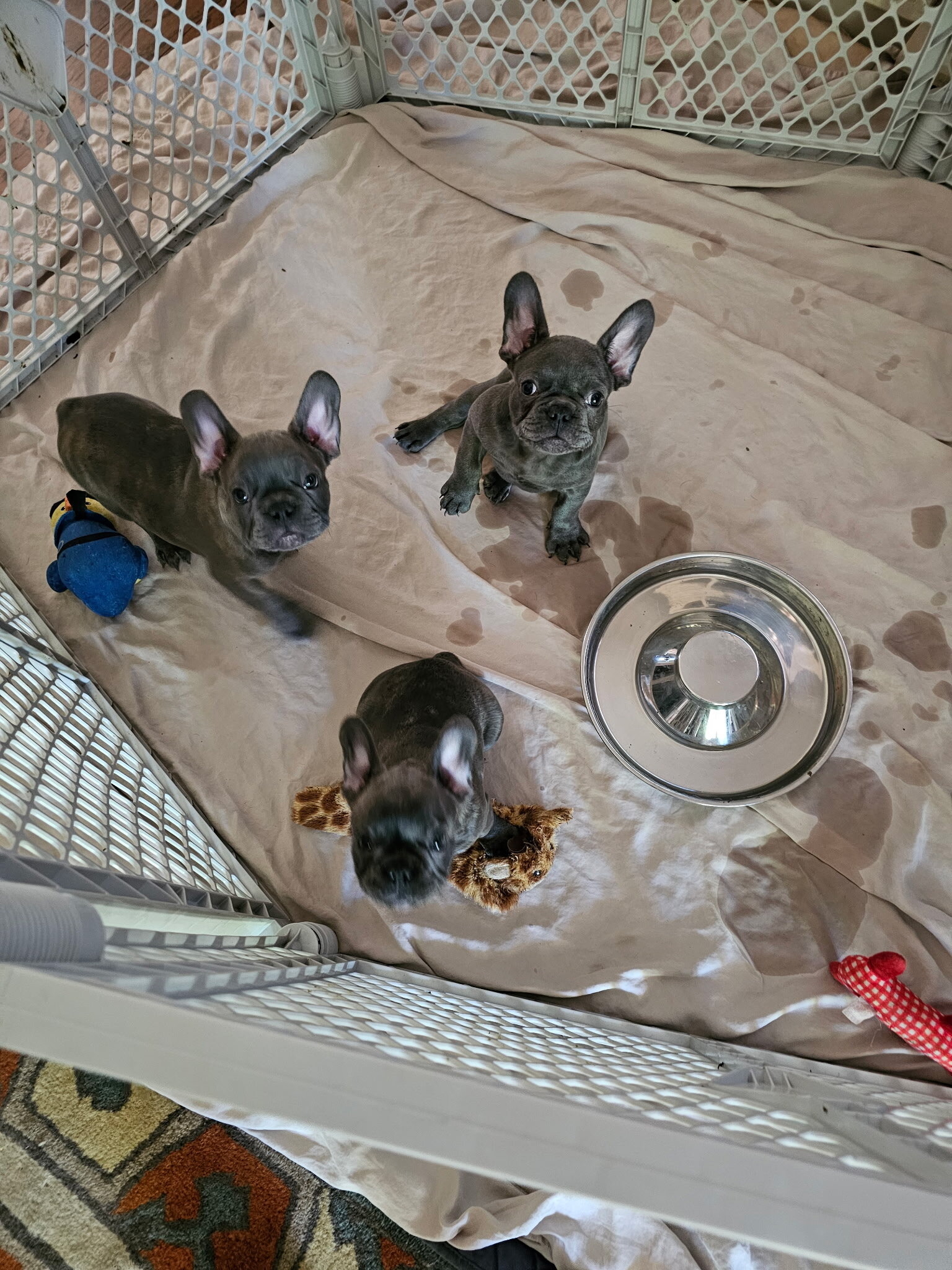Frenchie image 2