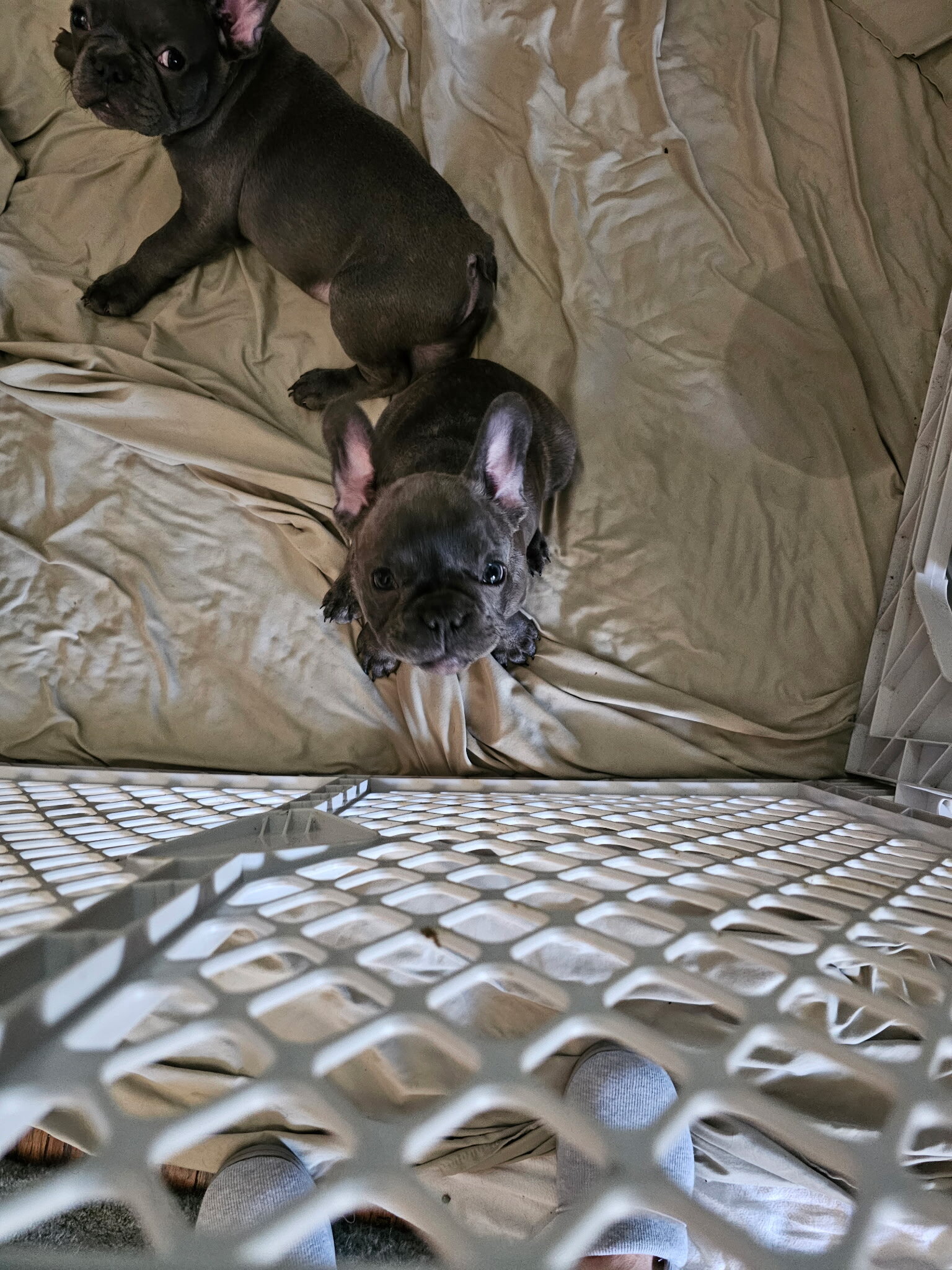 Frenchie image 1