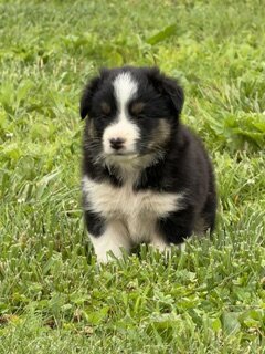 Puppies image 1
