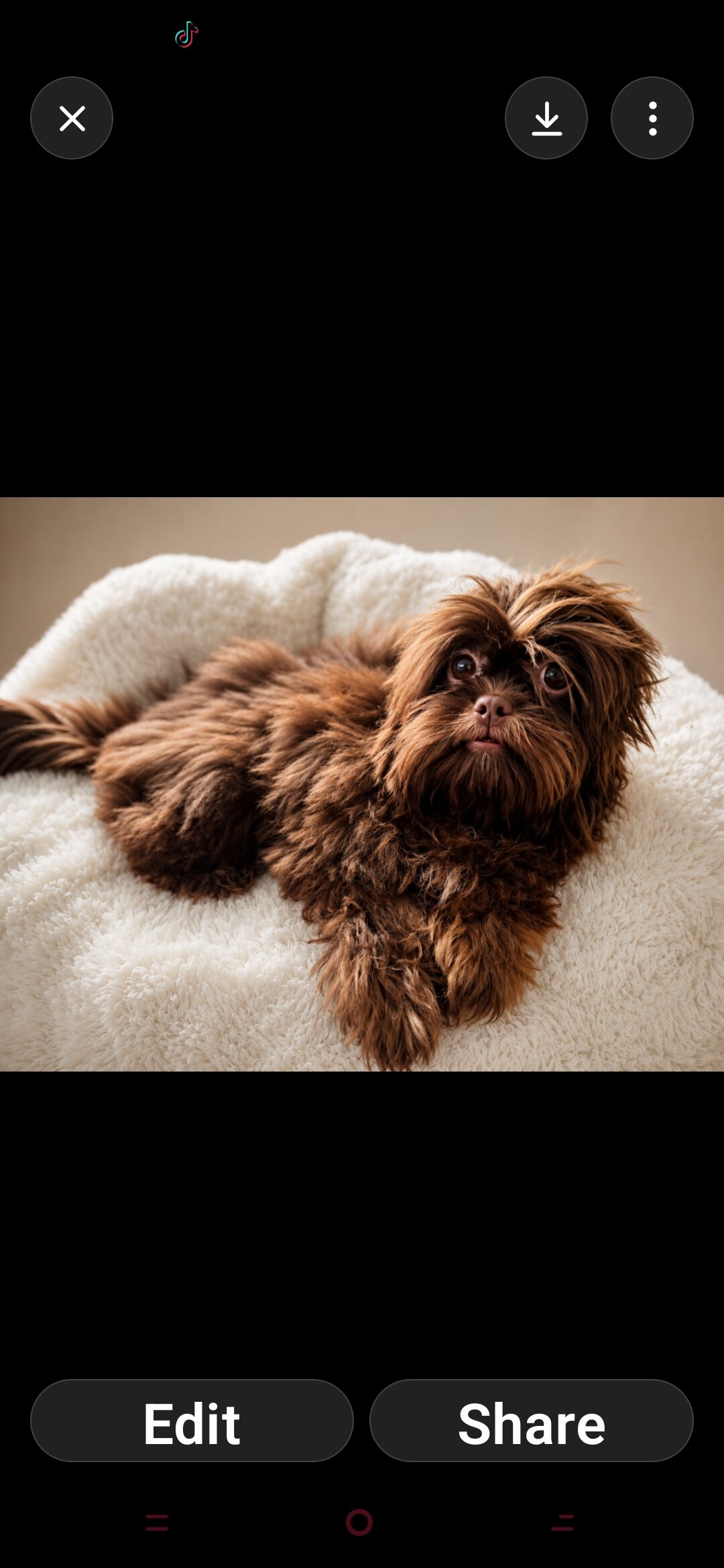 Shih Tzu image 4