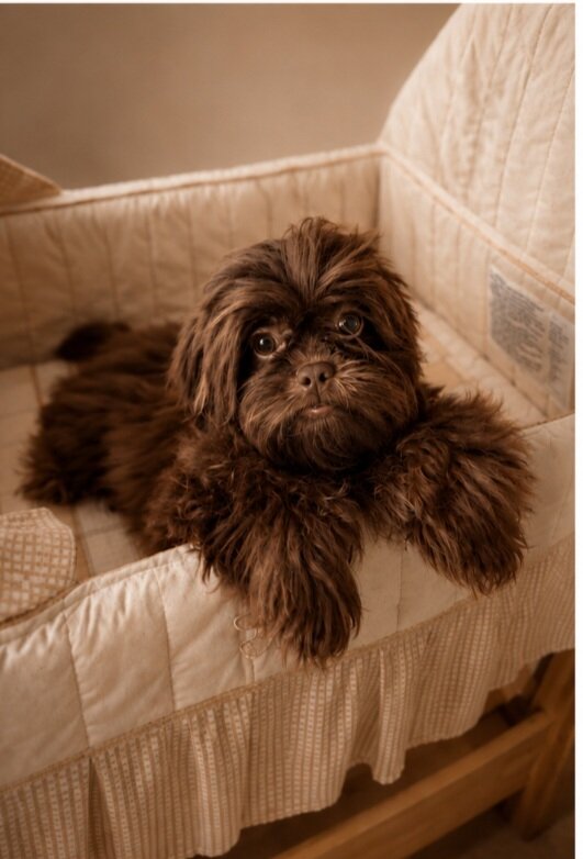 Shih Tzu image 2