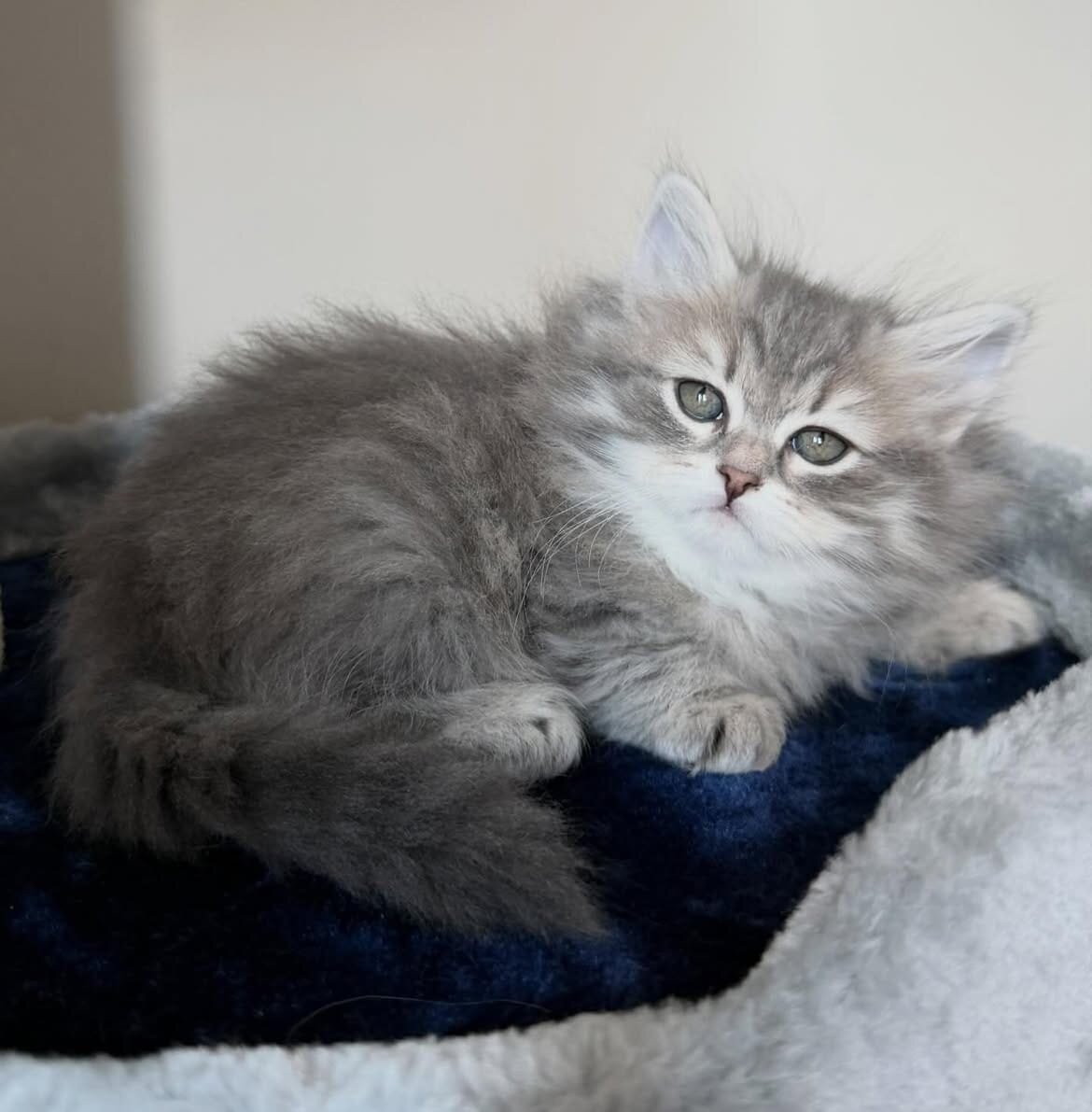 Cute Cat image 1