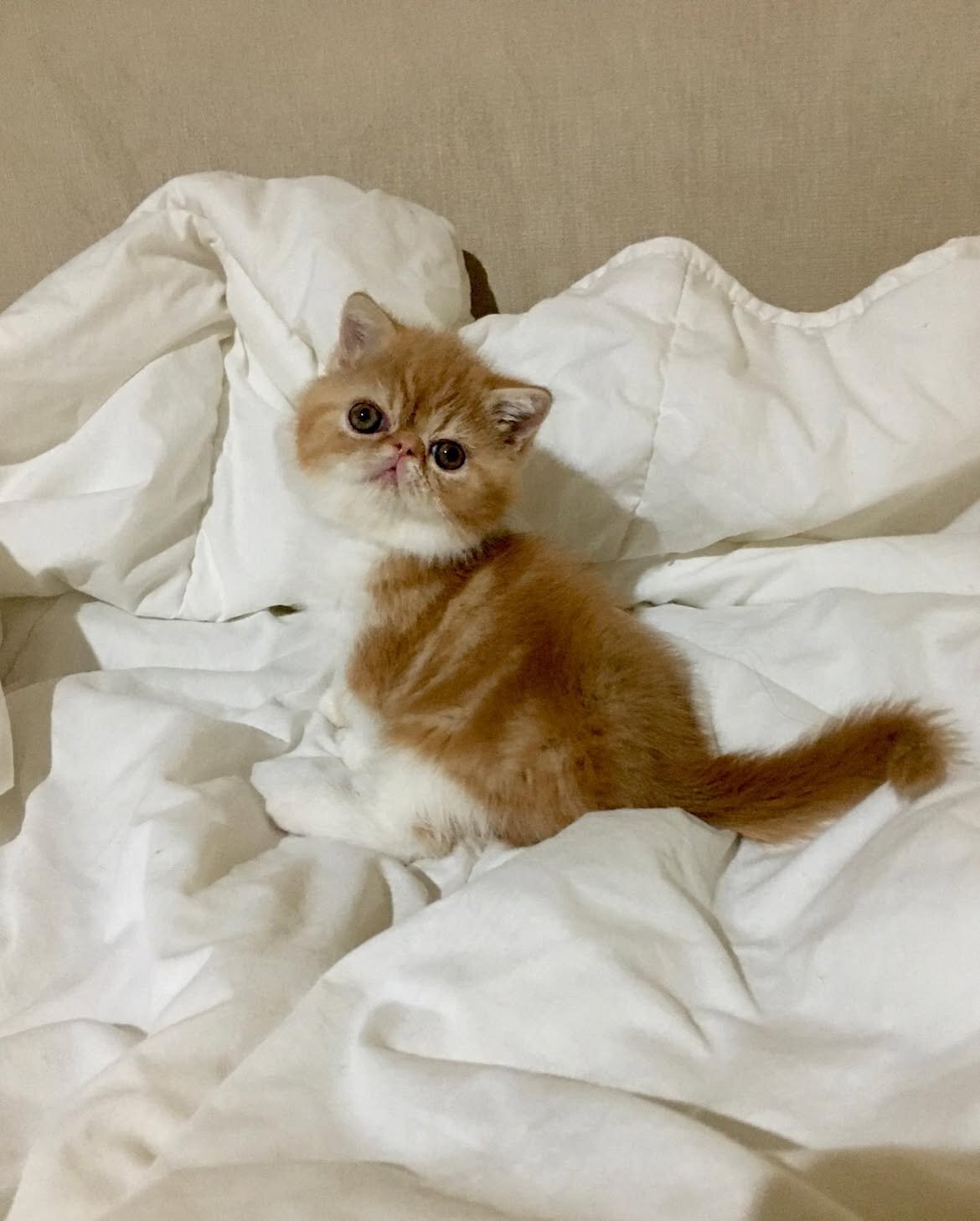 Cute Cat image 2
