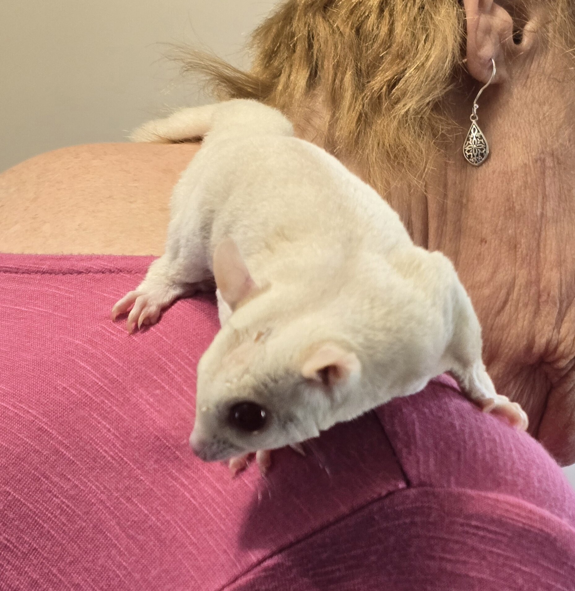 Male Cremino Sugar Glider image 3
