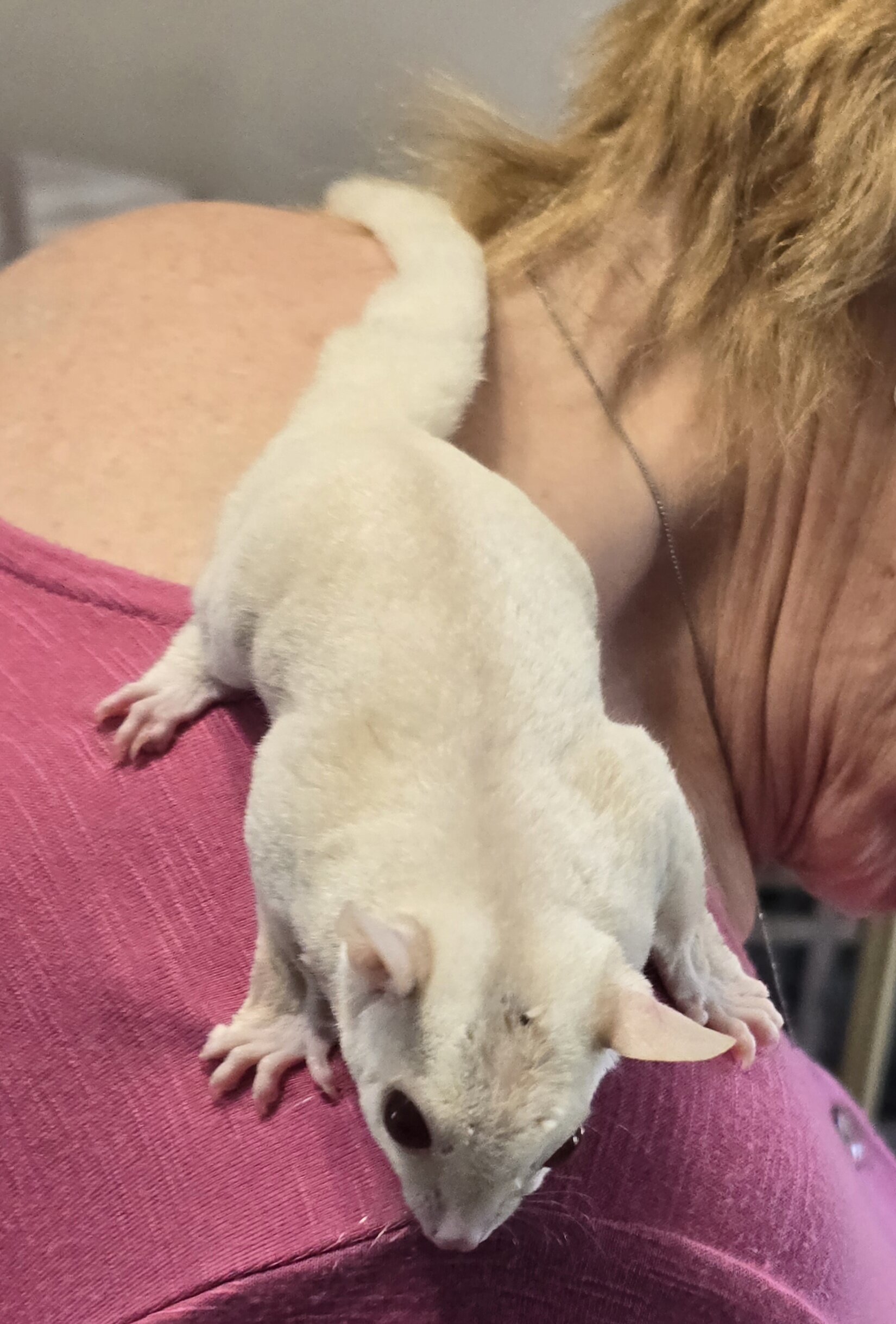 Male Cremino Sugar Glider image 2
