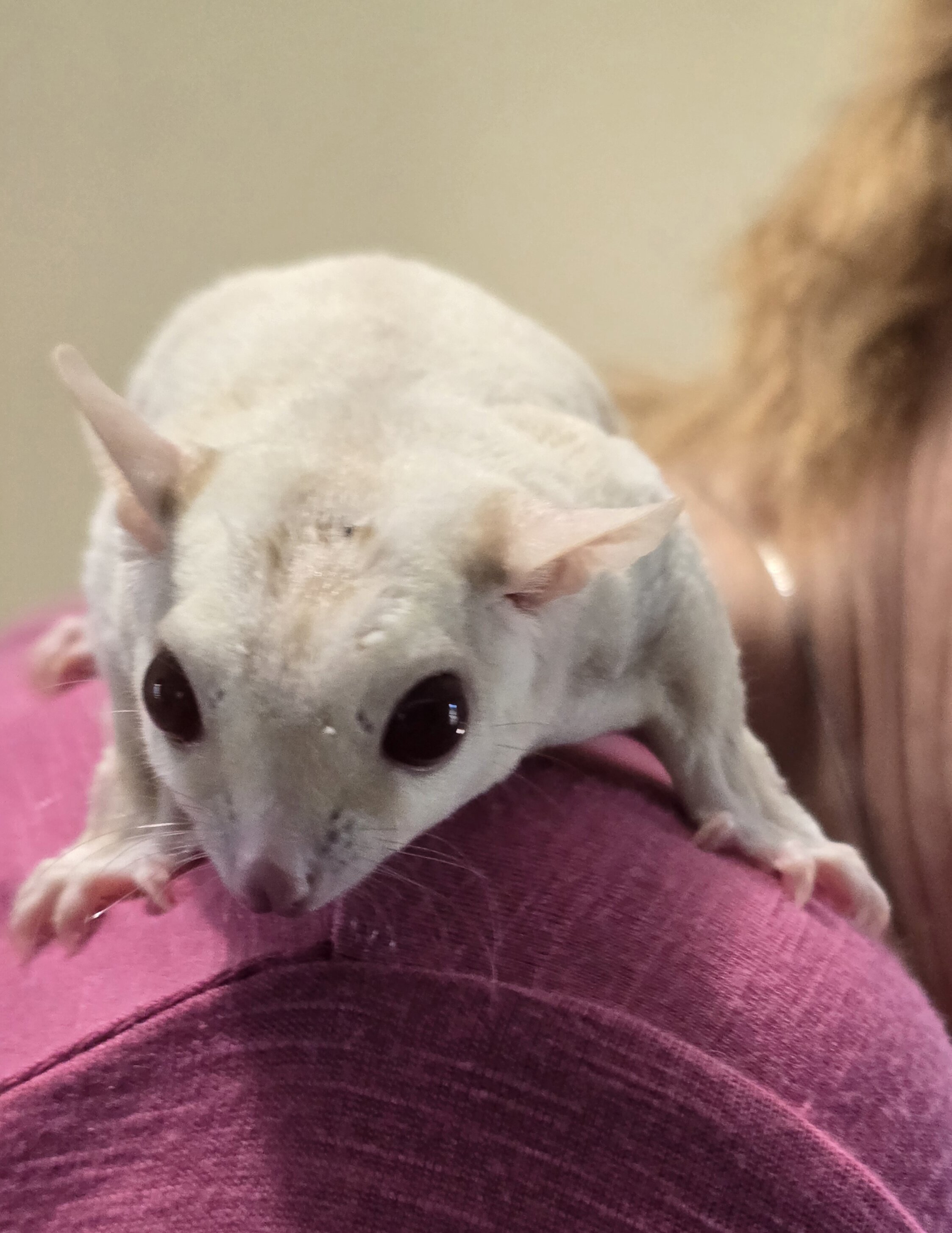 Male Cremino Sugar Glider image 1