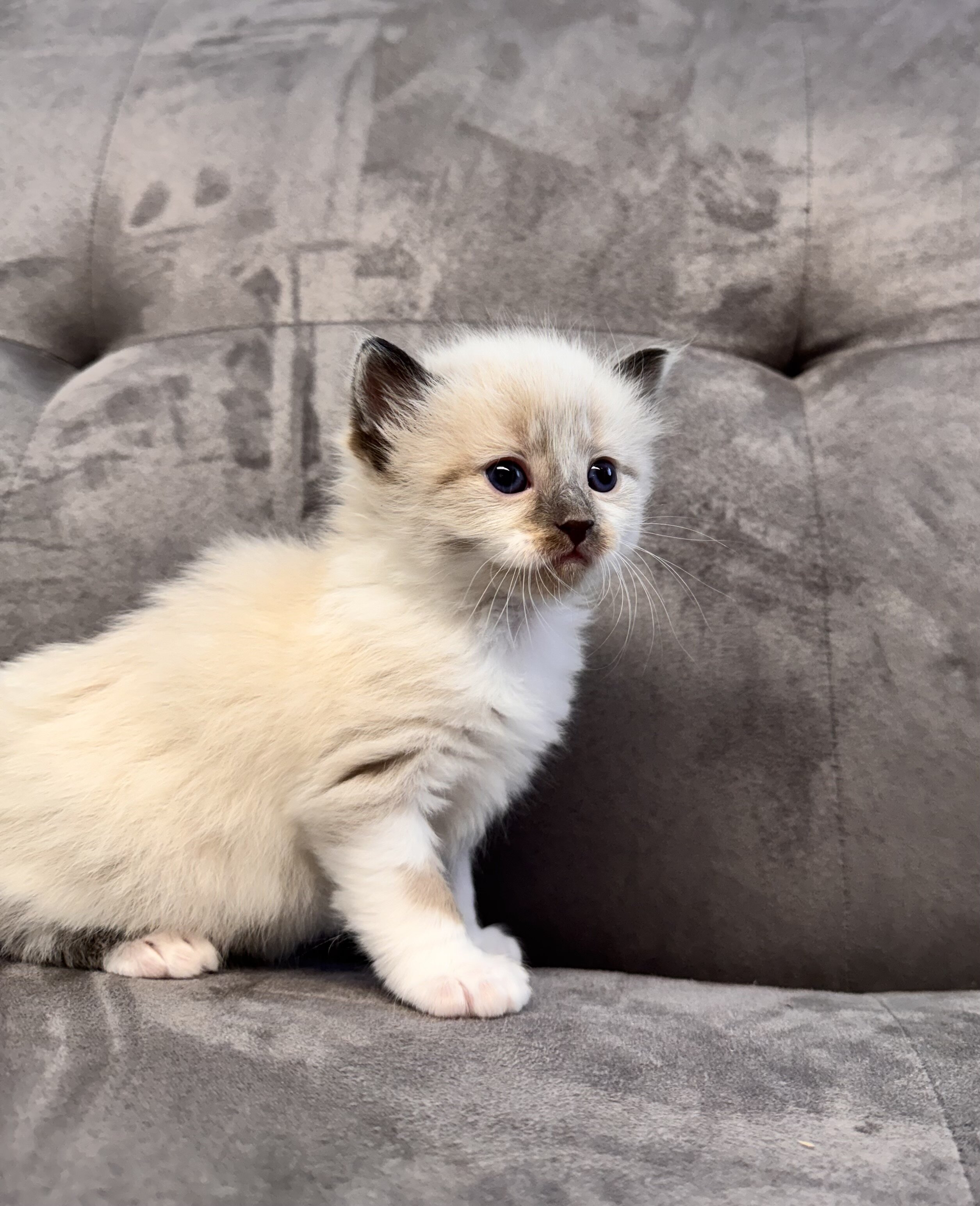 Ragdoll Kittens image 3