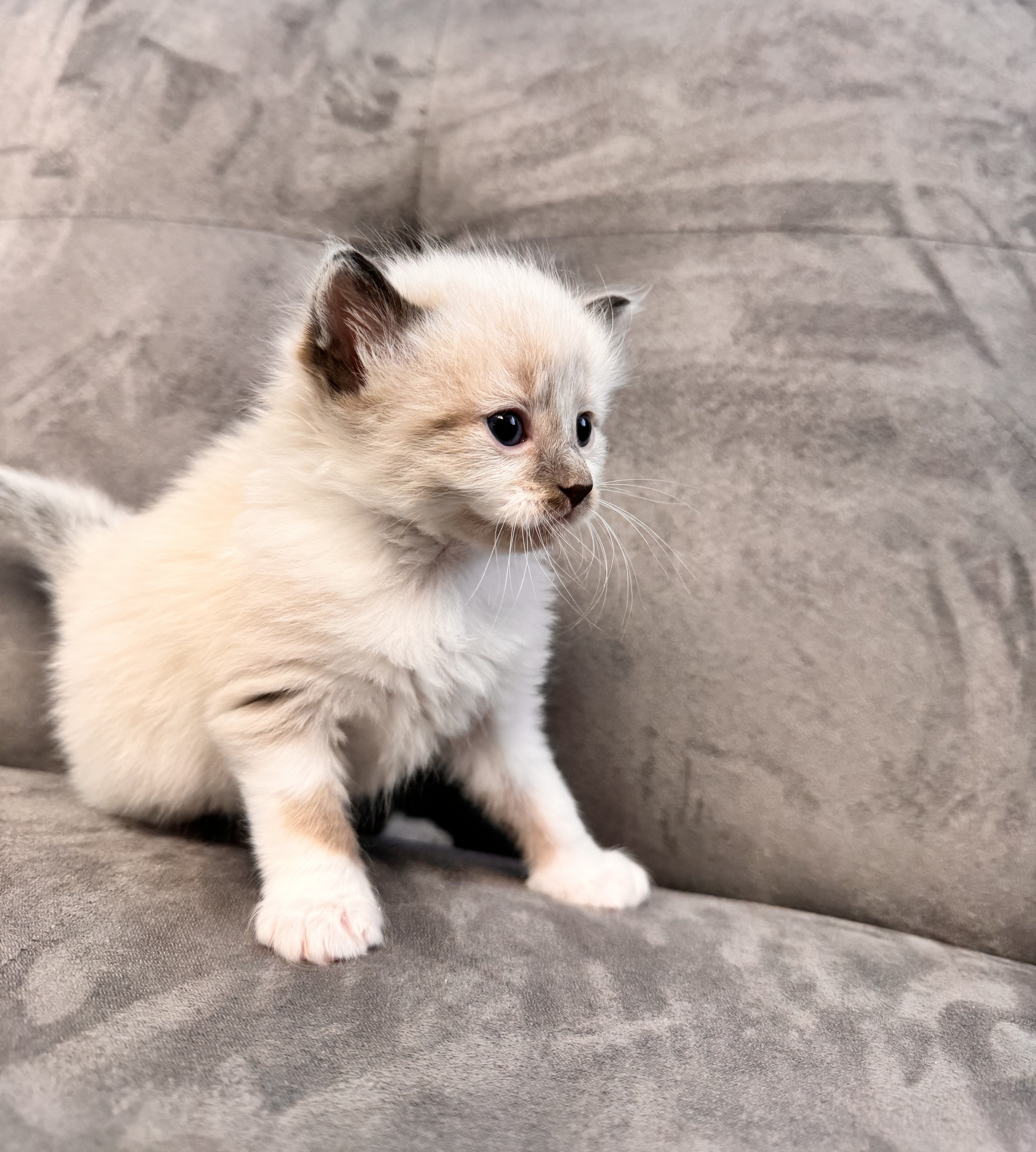 Ragdoll Kittens image 2