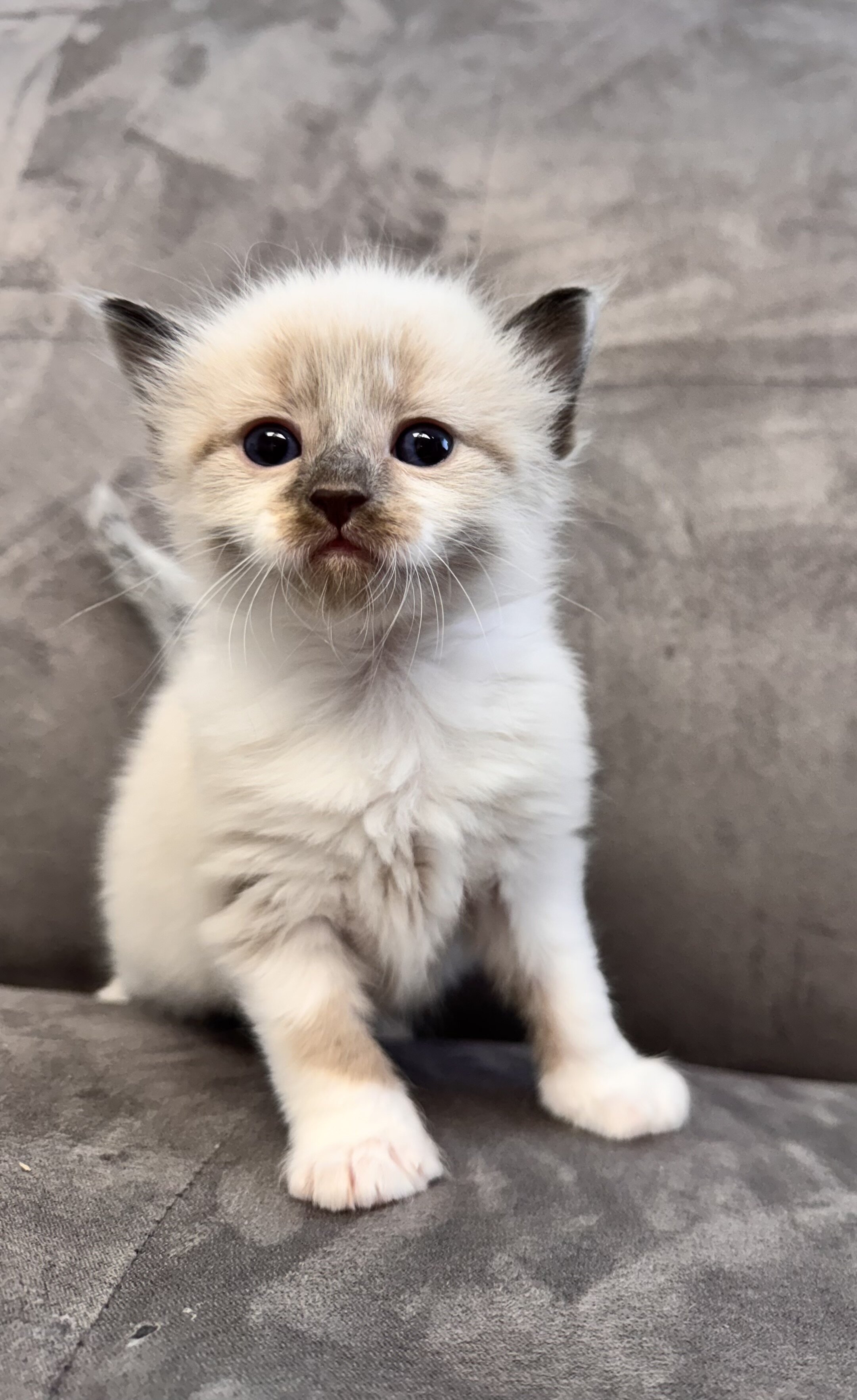 Ragdoll Kittens image 1