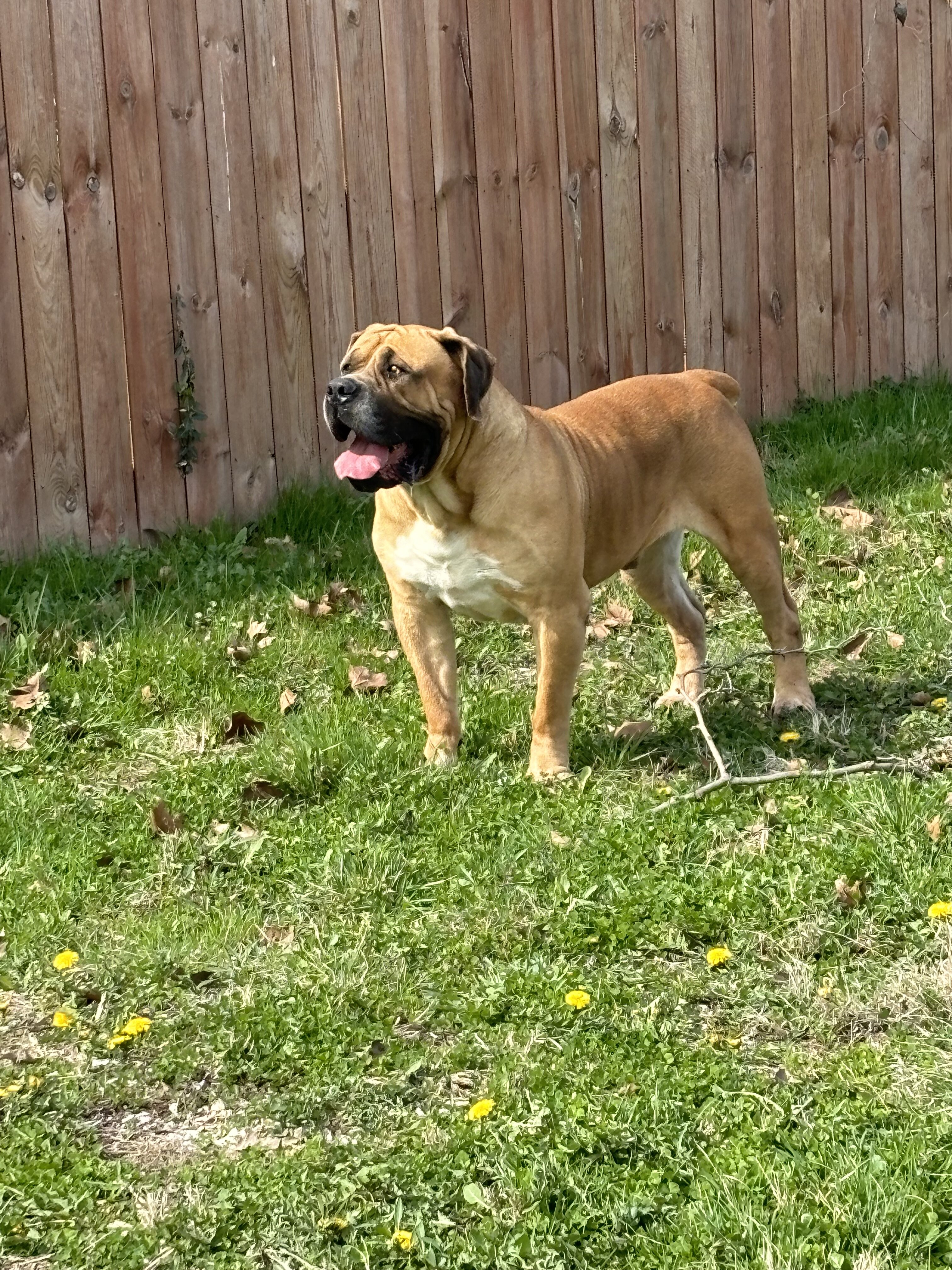 South African Boerboel Male image 1