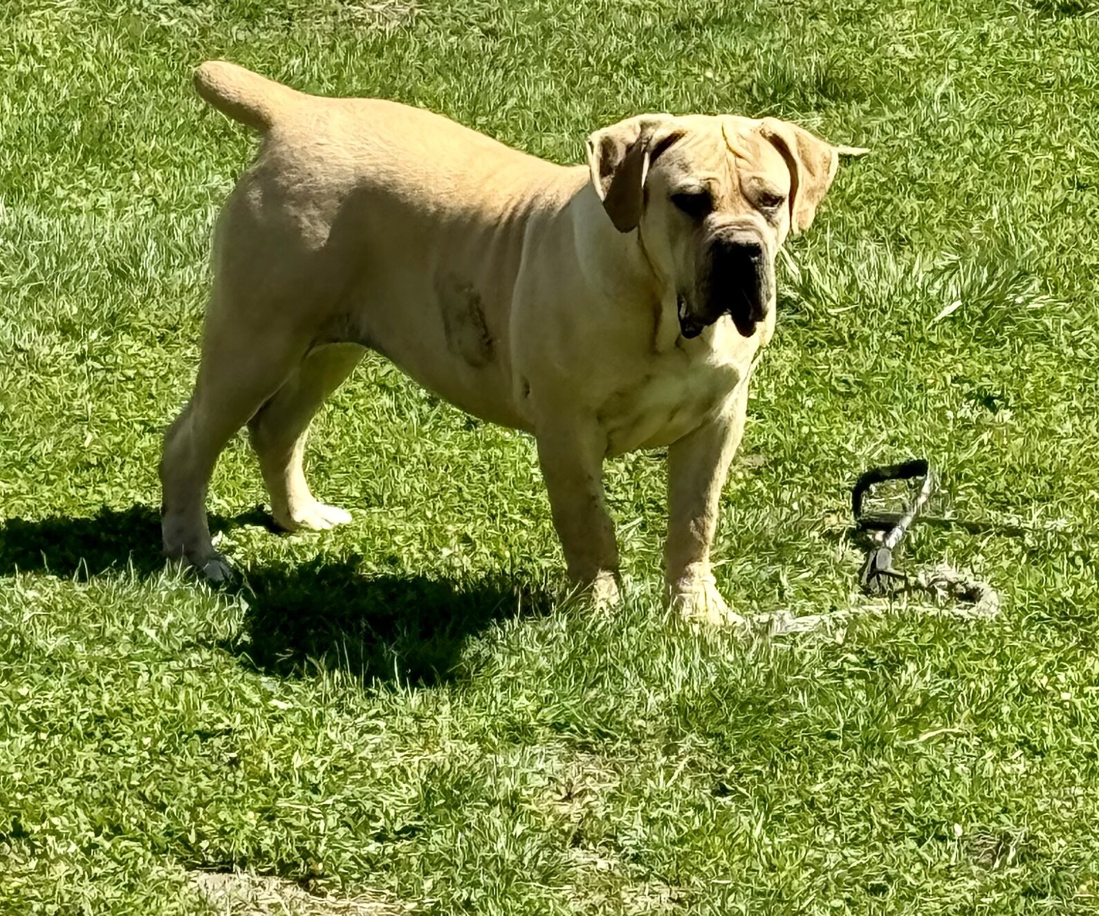 2 Year Old Female Boerboel image 2