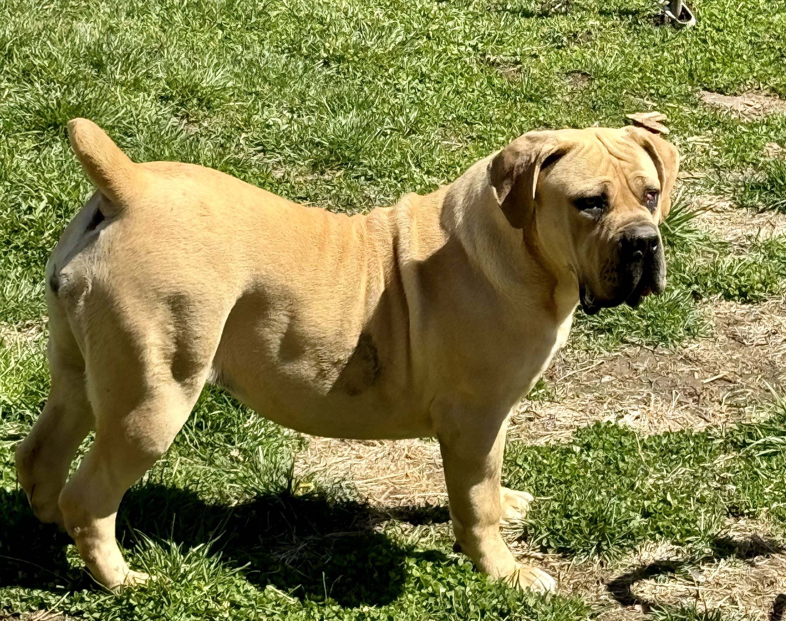 2 Year Old Female Boerboel image 1