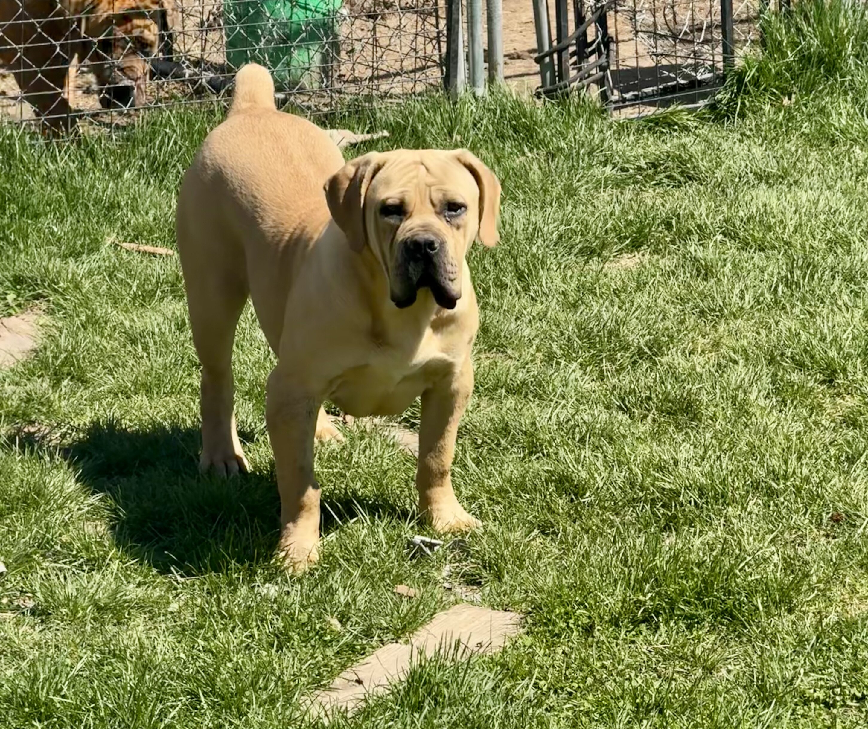 Female Boerboel For Sale image 1