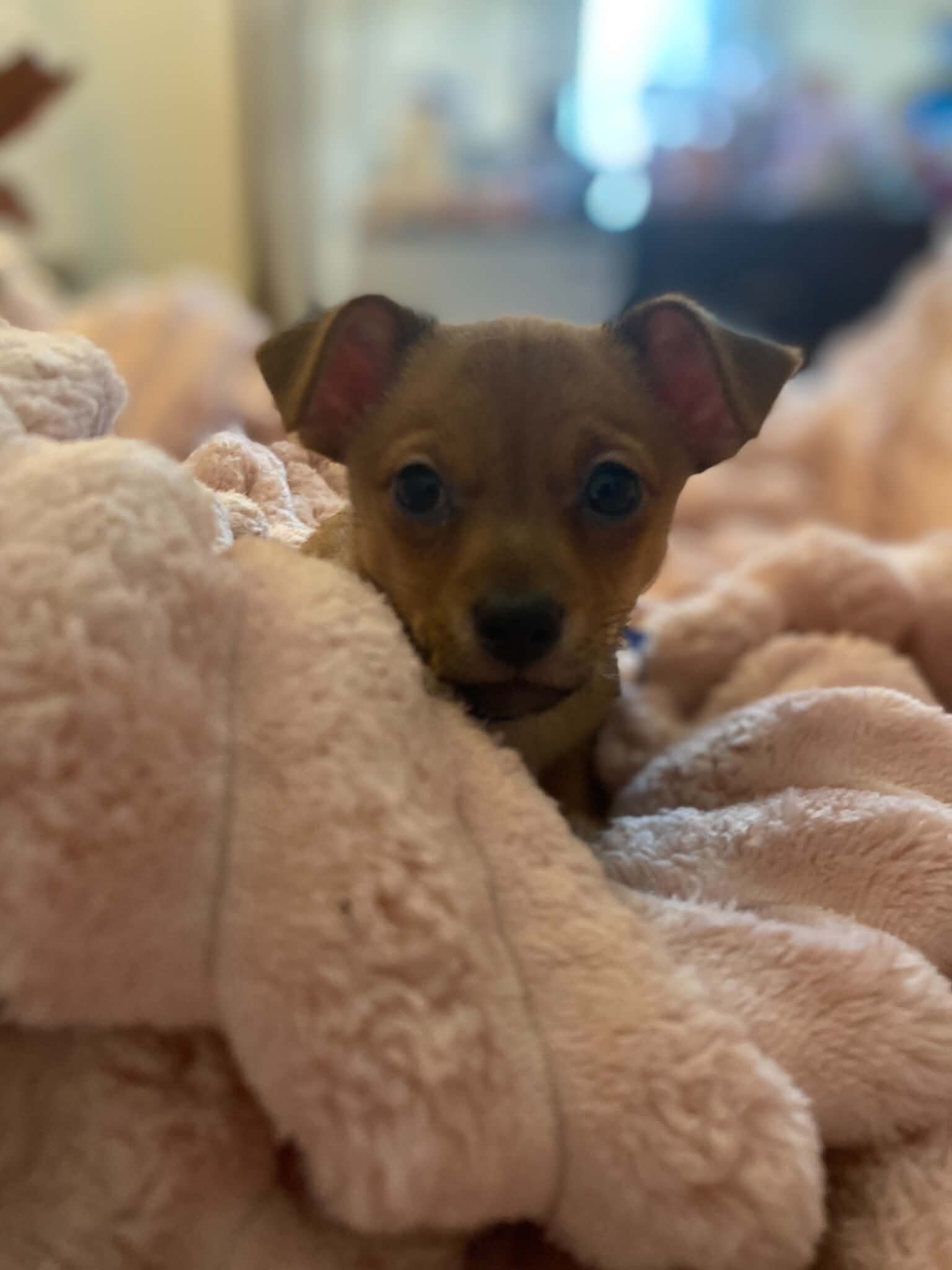 Deer head chihuahua puppy image 1