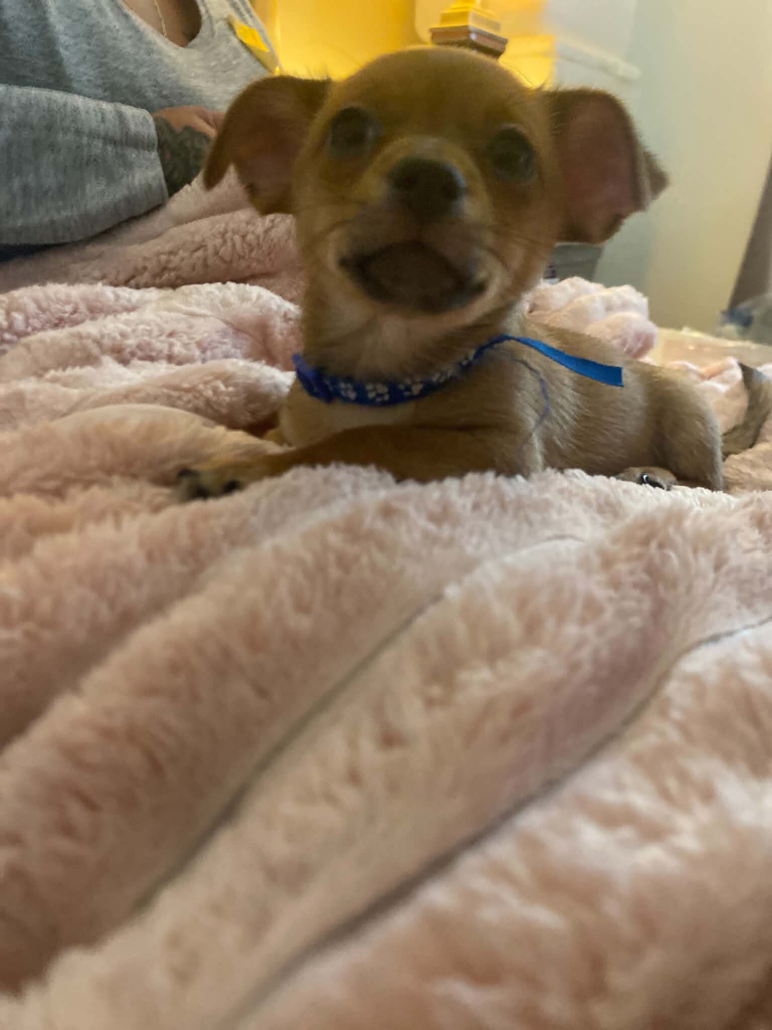 Deer head chihuahua puppy image 4