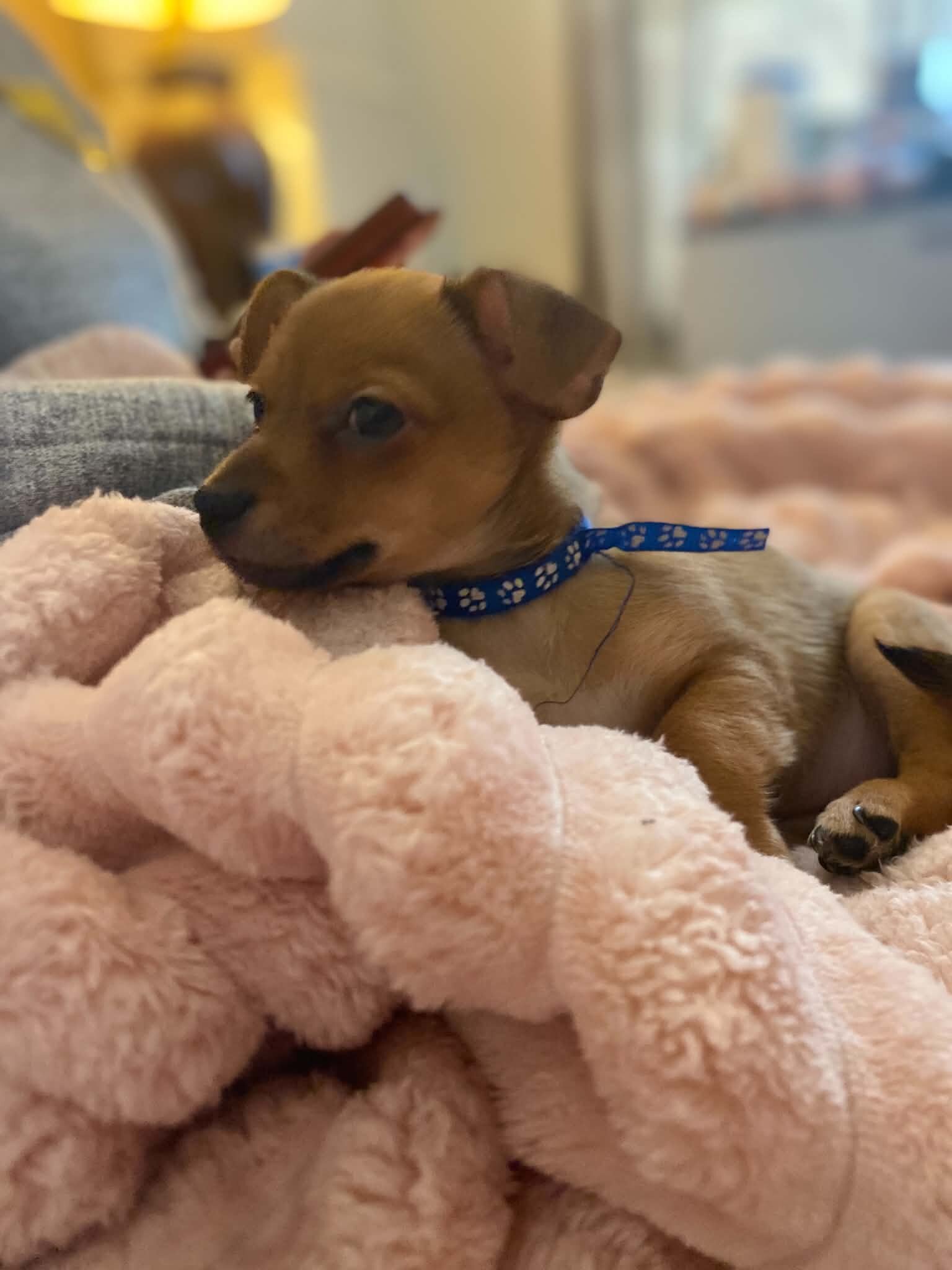 Deer head chihuahua puppy image 3