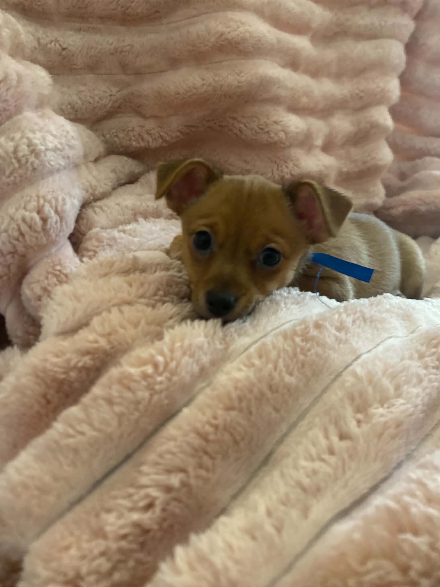 Deer head chihuahua puppy image 5
