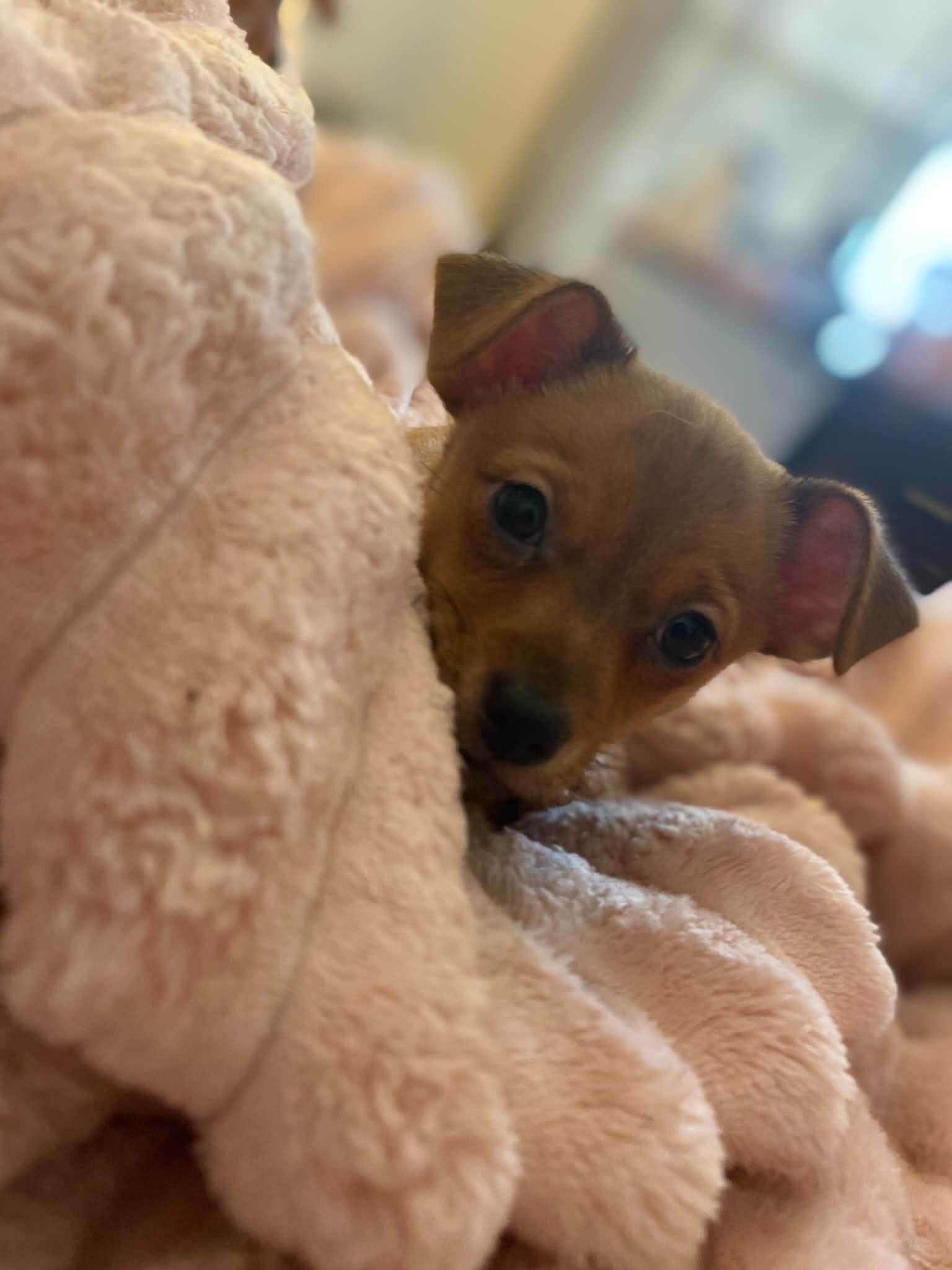 Deer head chihuahua puppy image 2