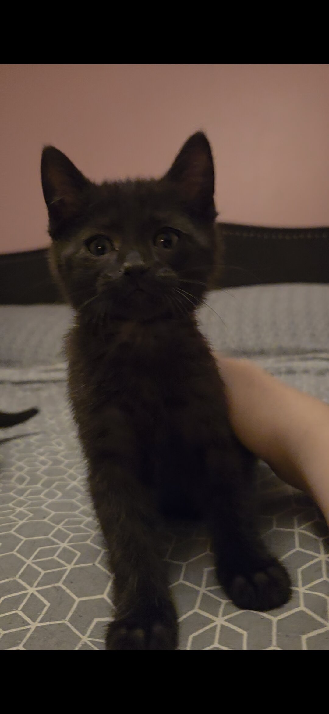Kittens brothers Onyx & Jasper image 2