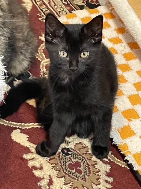 Black 12 week female Kitten image 1
