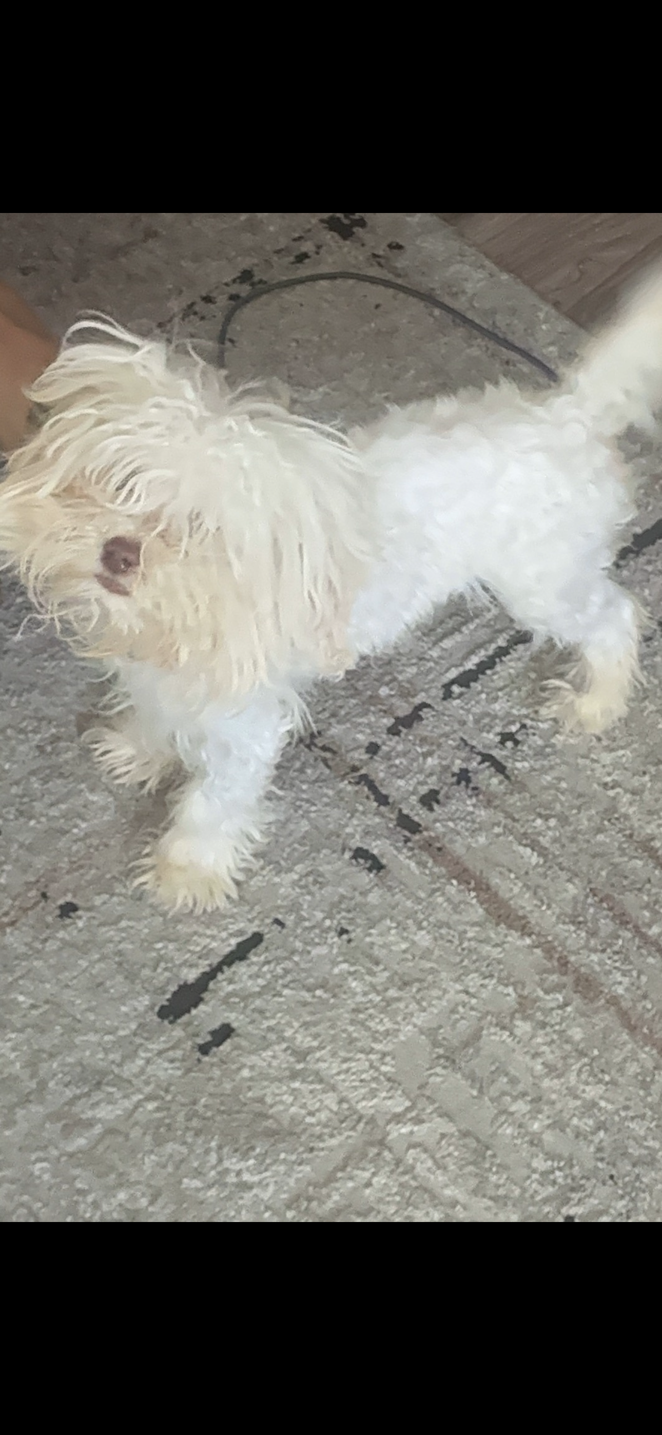 LOUIE image 1