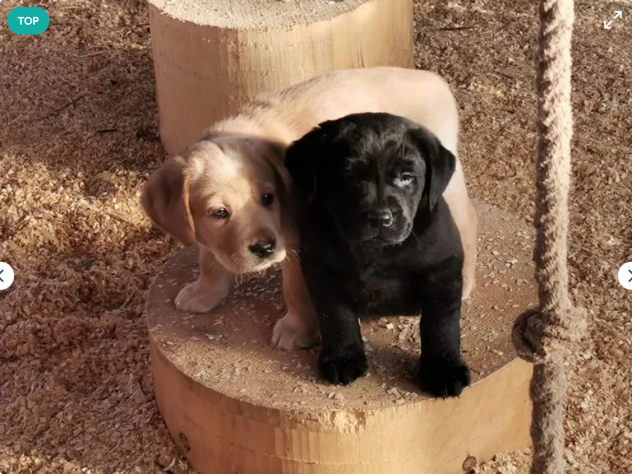 Labrador Retriever Puppies for Adoption image 1