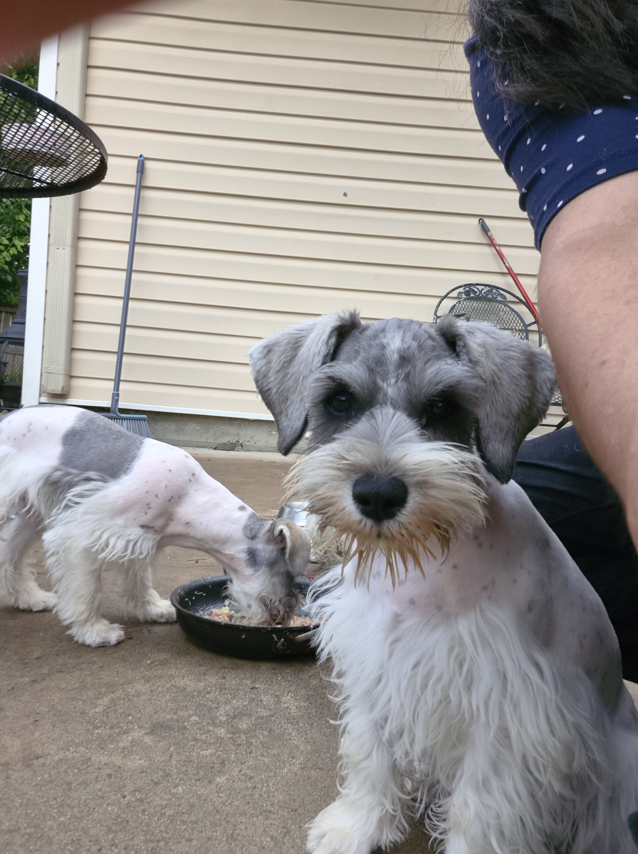 Adorable mini schnauzer image 5